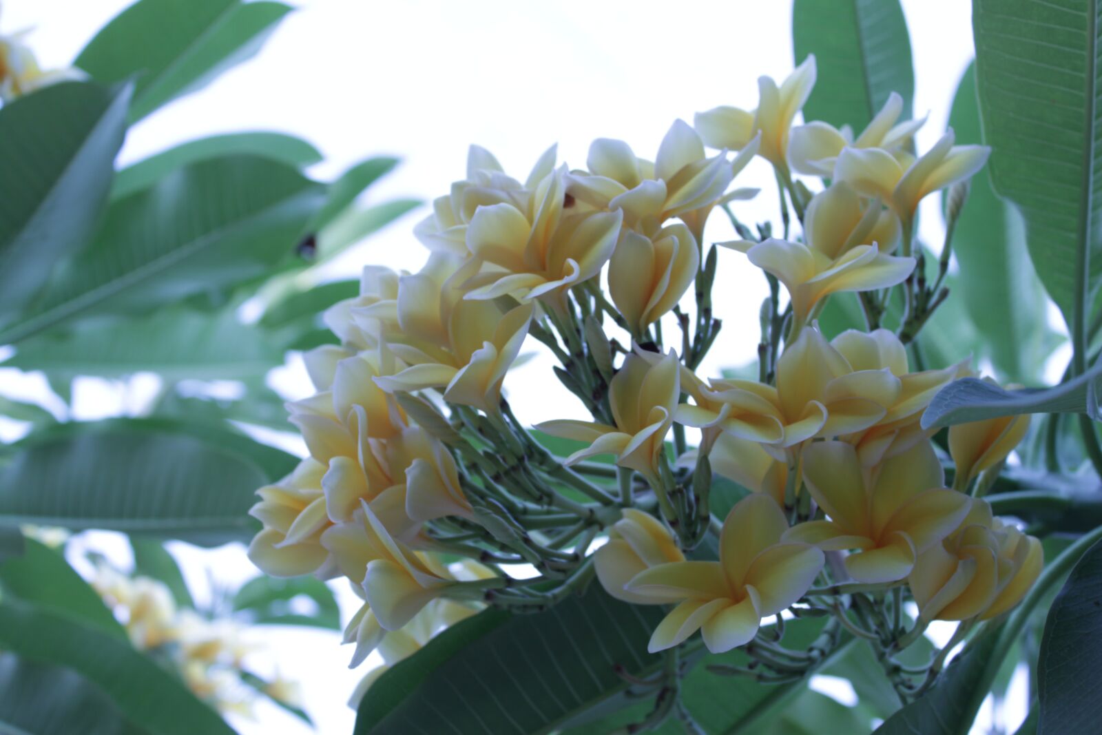 Canon EOS 500D (EOS Rebel T1i / EOS Kiss X3) sample photo. Cambodia, garden, flowers photography