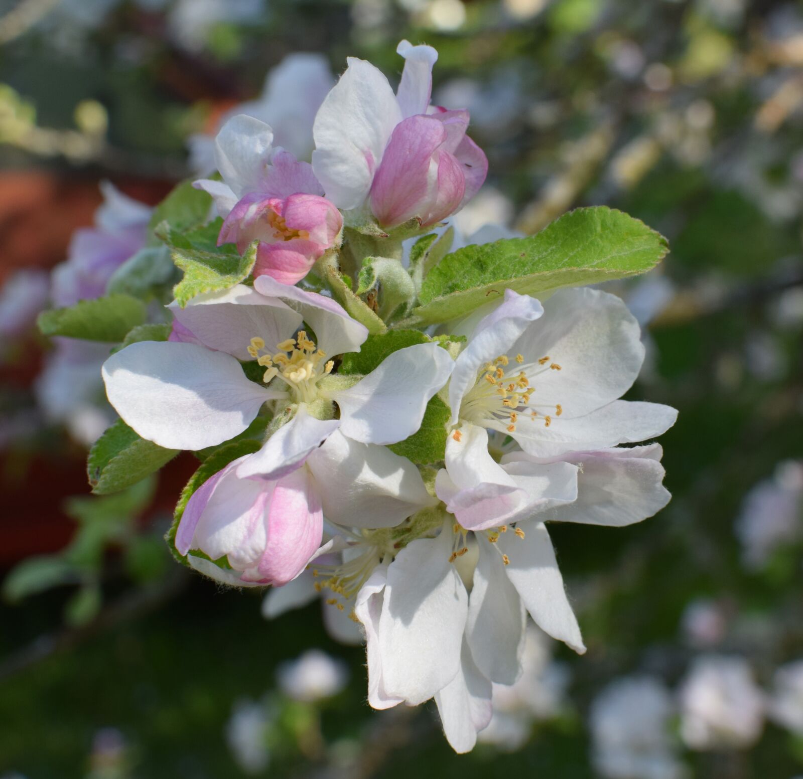 Nikon D5300 sample photo. Summer, flowering, apple tree photography