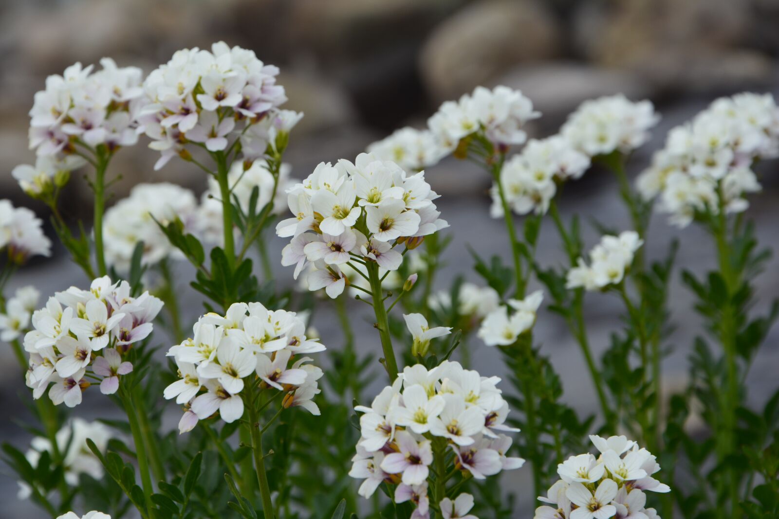 Nikon D7100 sample photo. Flower, nature, macro photography