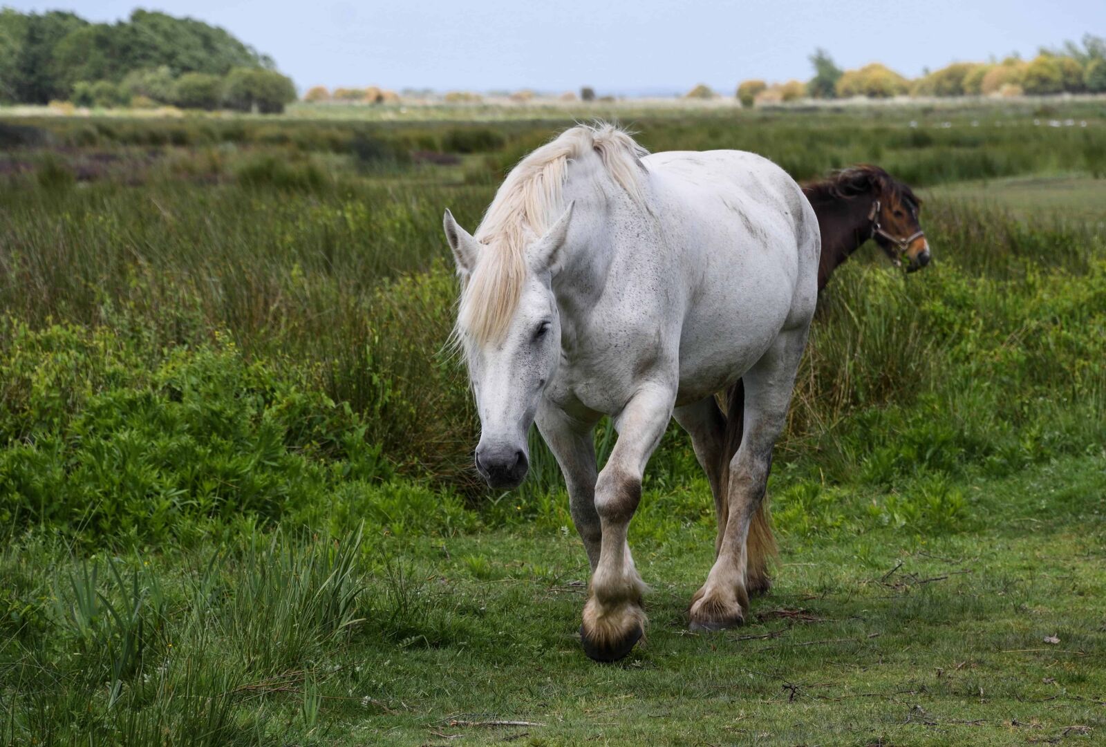 Nikon D500 sample photo. White horse, livestock, agriculture photography