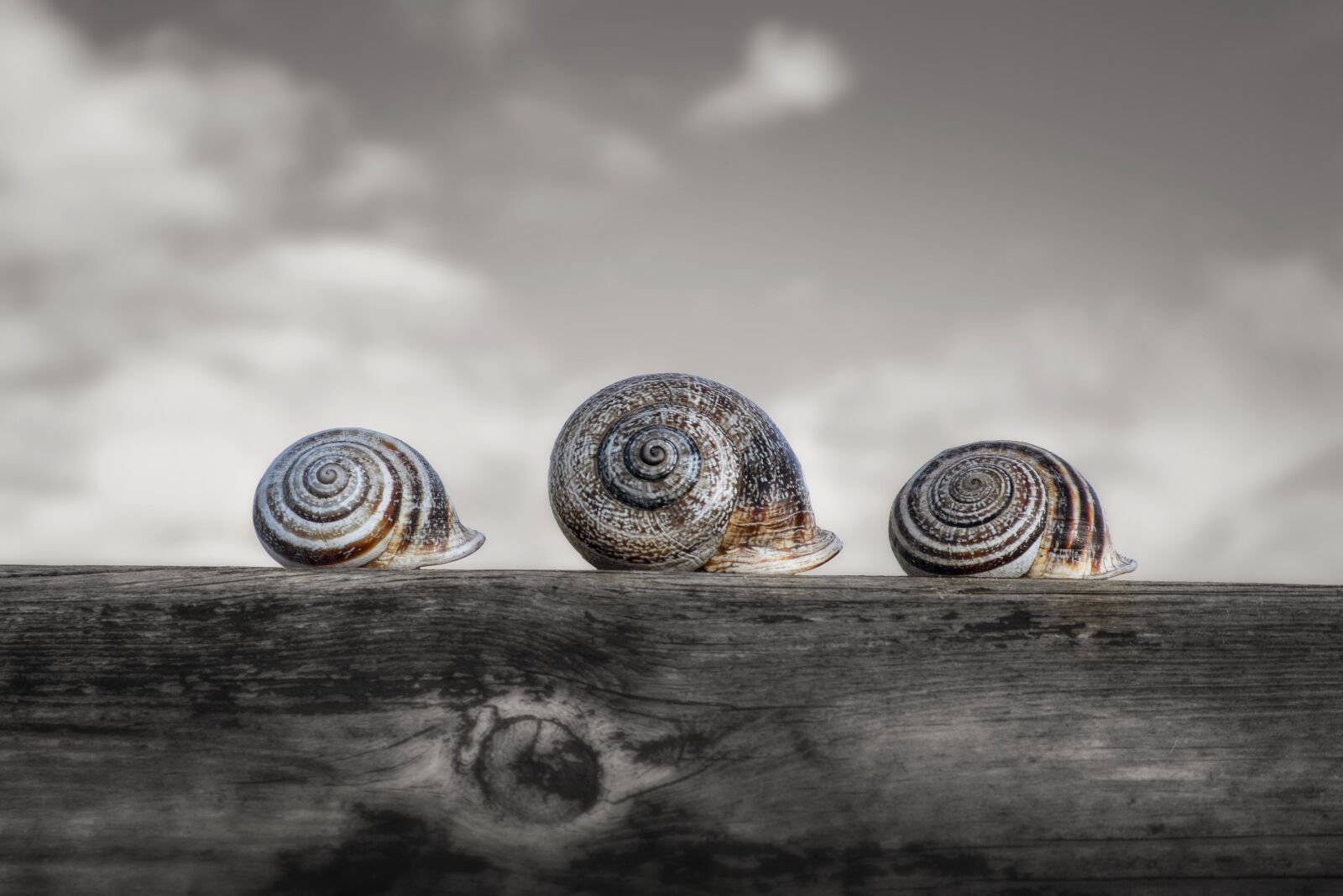 Nikon D3300 sample photo. Snails, molluscum, shell photography