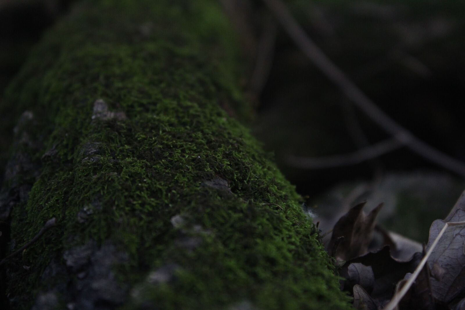 Canon EOS 1300D (EOS Rebel T6 / EOS Kiss X80) sample photo. Root, moss, leaves photography
