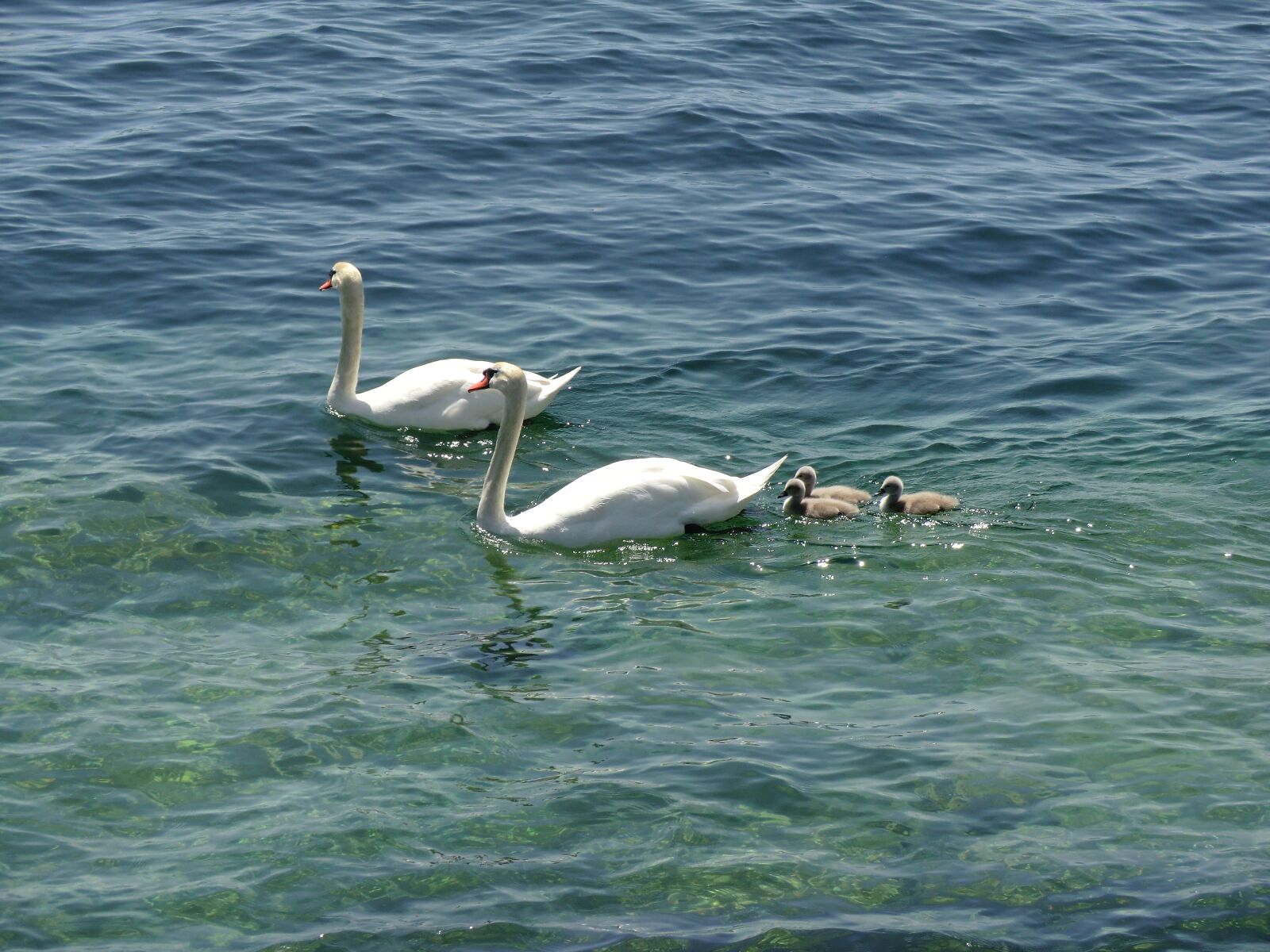 CASIO EX-H5 sample photo. Swans, ducks, geese photography