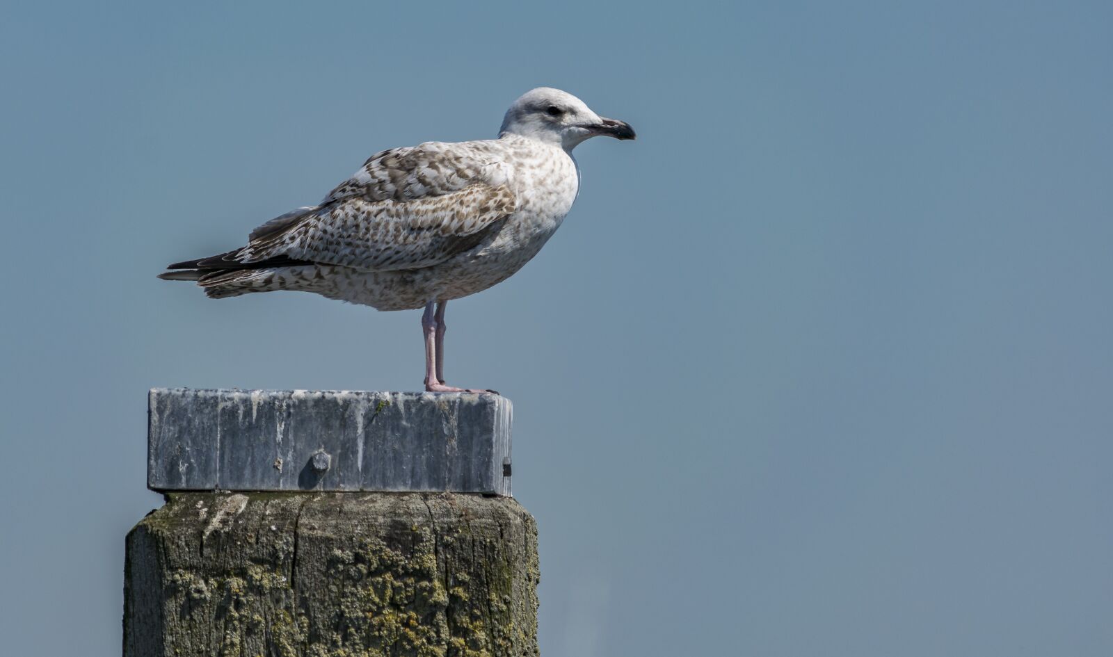 Nikon D5300 sample photo. Bird, nature, sea photography