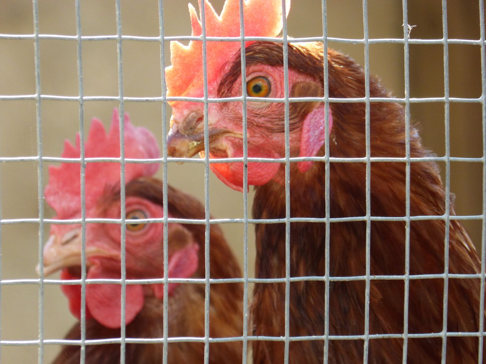 Panasonic DMC-FZ62 sample photo. Hen, poultry, captivity photography