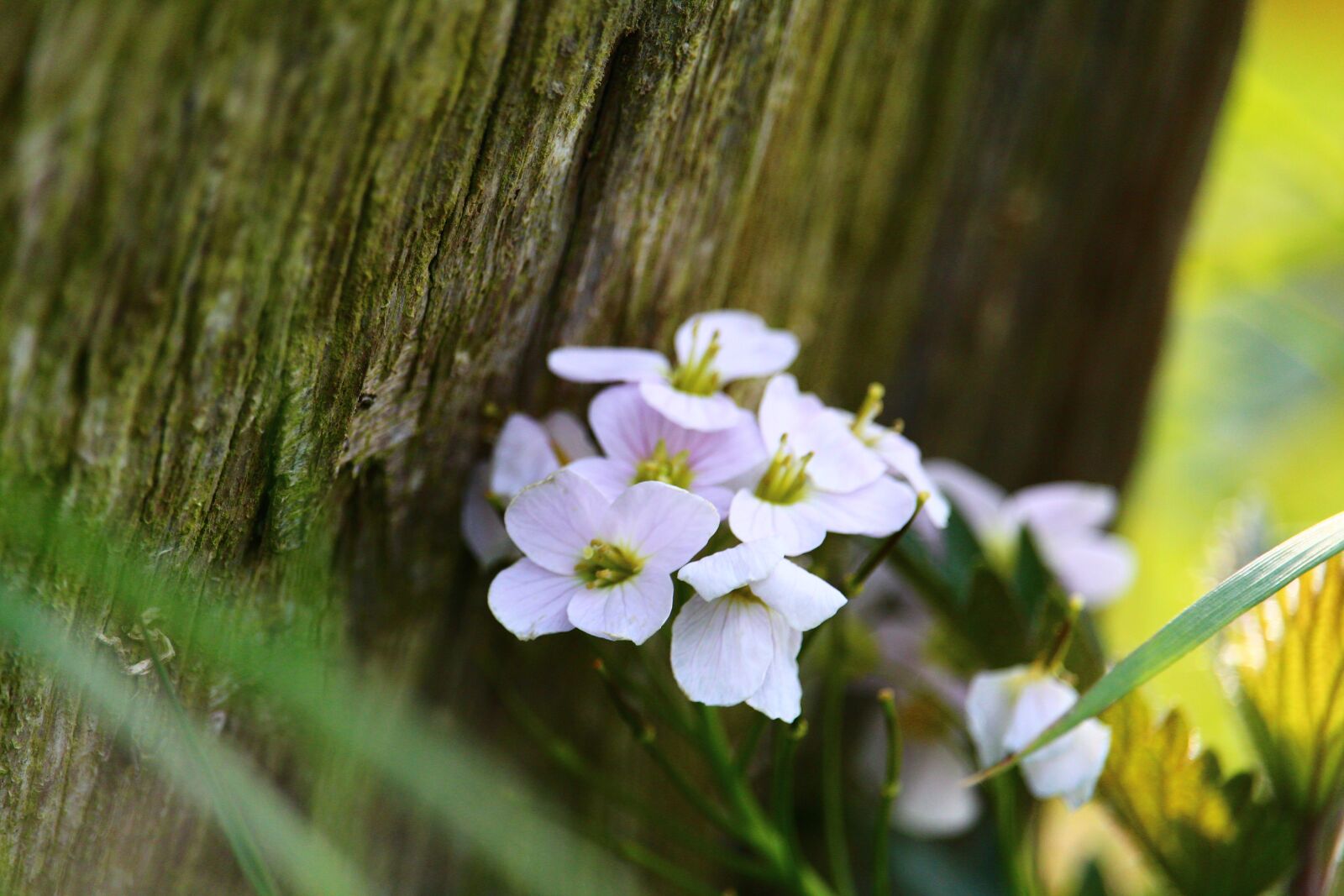 Canon EOS 1300D (EOS Rebel T6 / EOS Kiss X80) sample photo. Flower, fence, smock photography