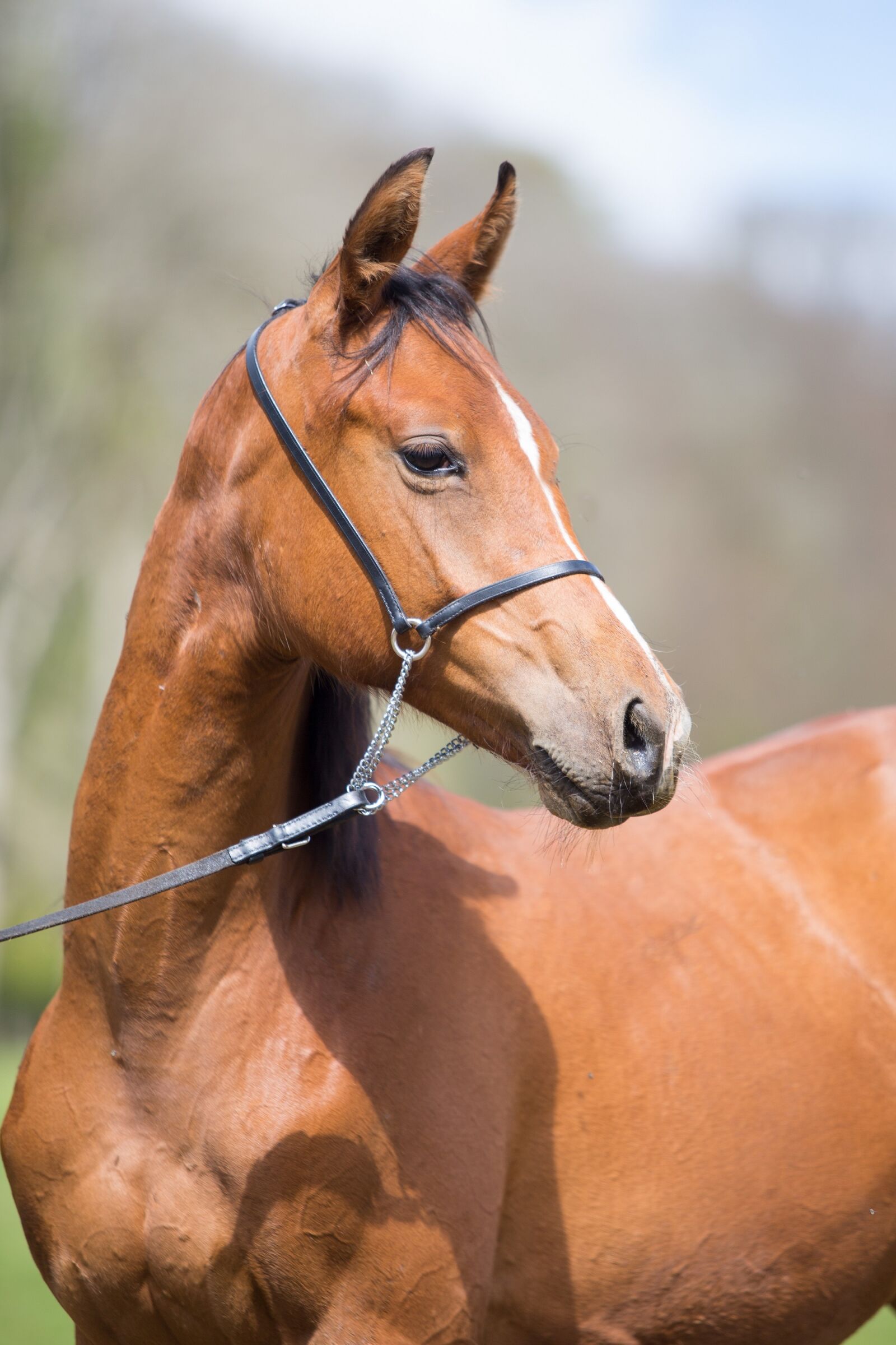 Canon EF 70-200mm F2.8L USM sample photo. Horse, portrait, looking photography