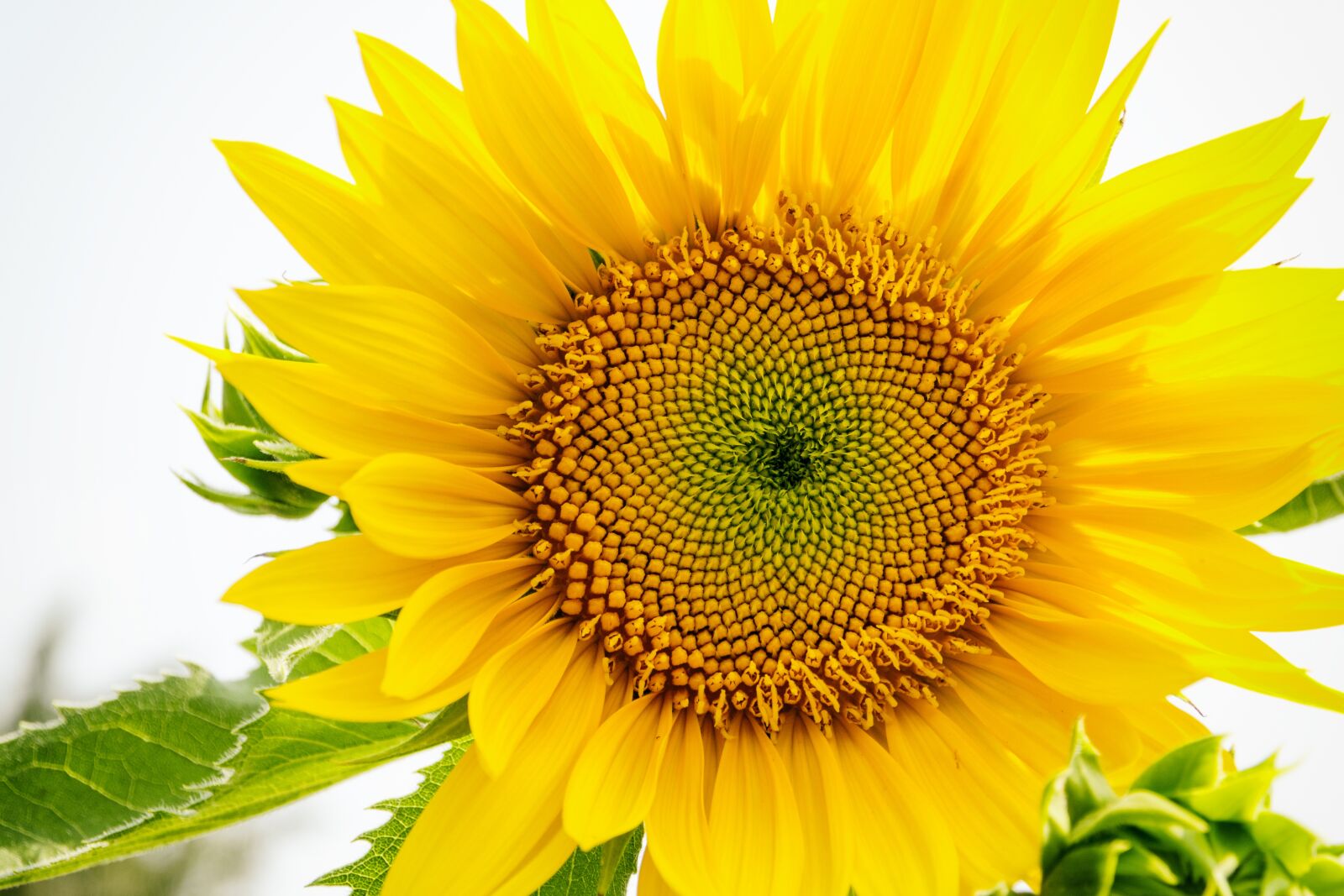OLYMPUS M.12-50mm F3.5-6.3 sample photo. Sunflower, olympuscamera, flower photography