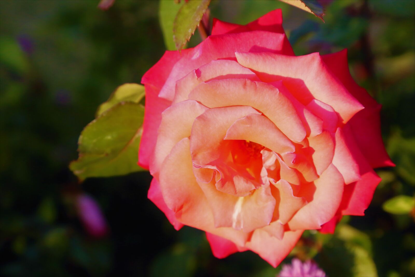 Canon EF 24-105mm F4L IS USM sample photo. Rose, spring, nature photography