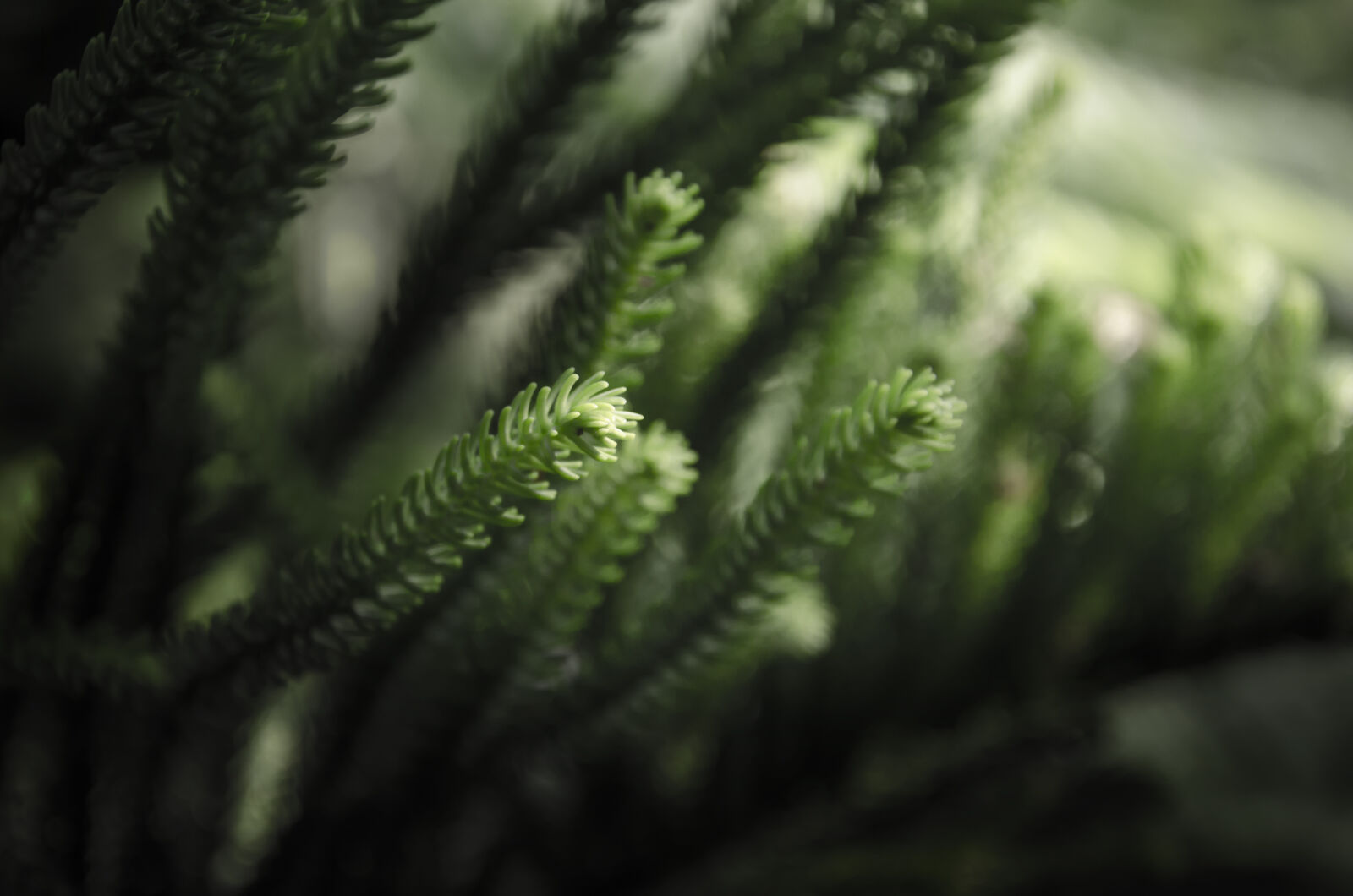 Nikon D7000 sample photo. Nature, plant photography