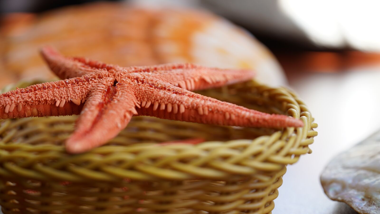 Sony a7R II + Sony FE 90mm F2.8 Macro G OSS sample photo. Macro, marine, star photography
