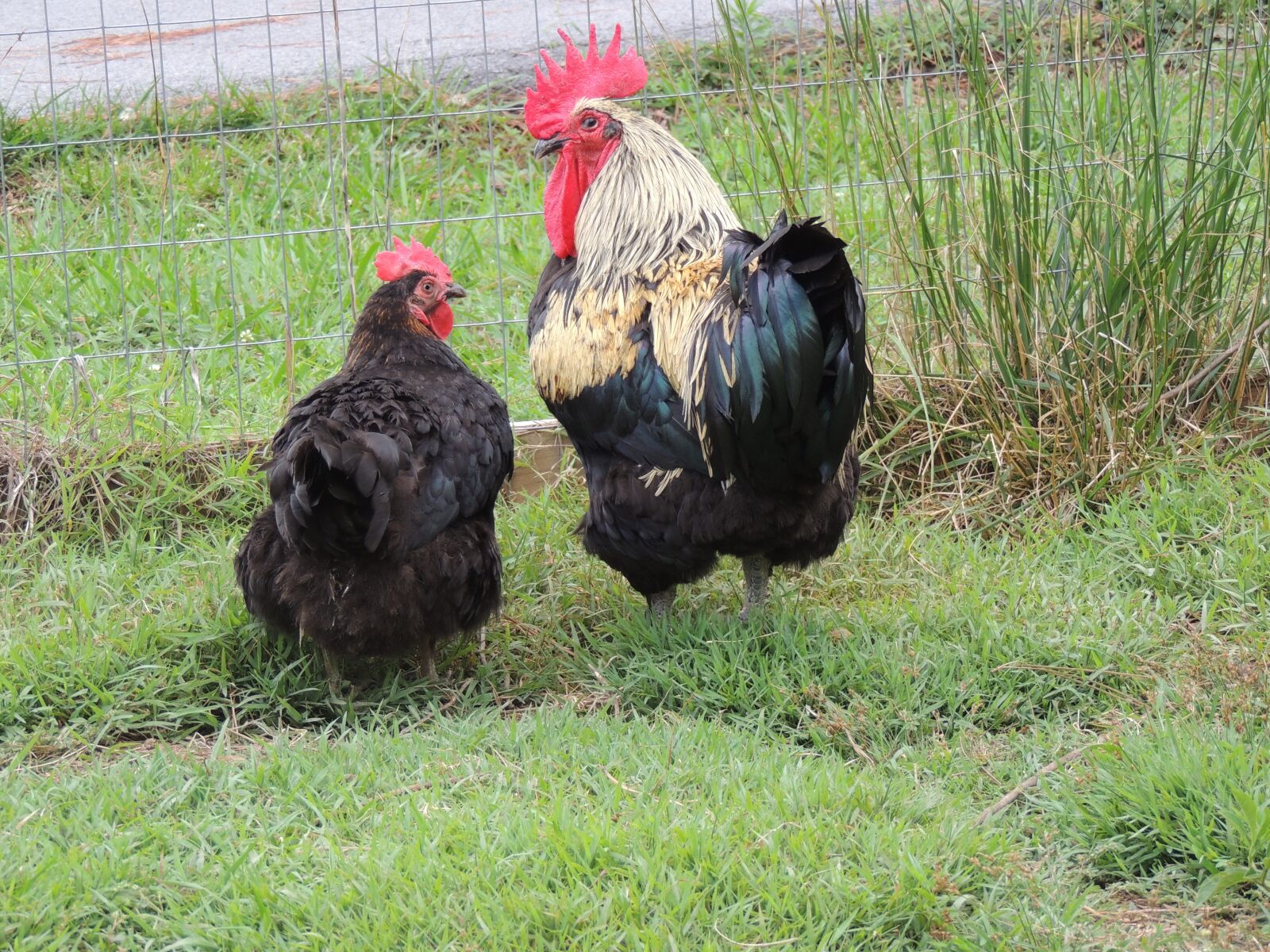 Nikon Coolpix P510 sample photo. Chickens, hen, rooster photography
