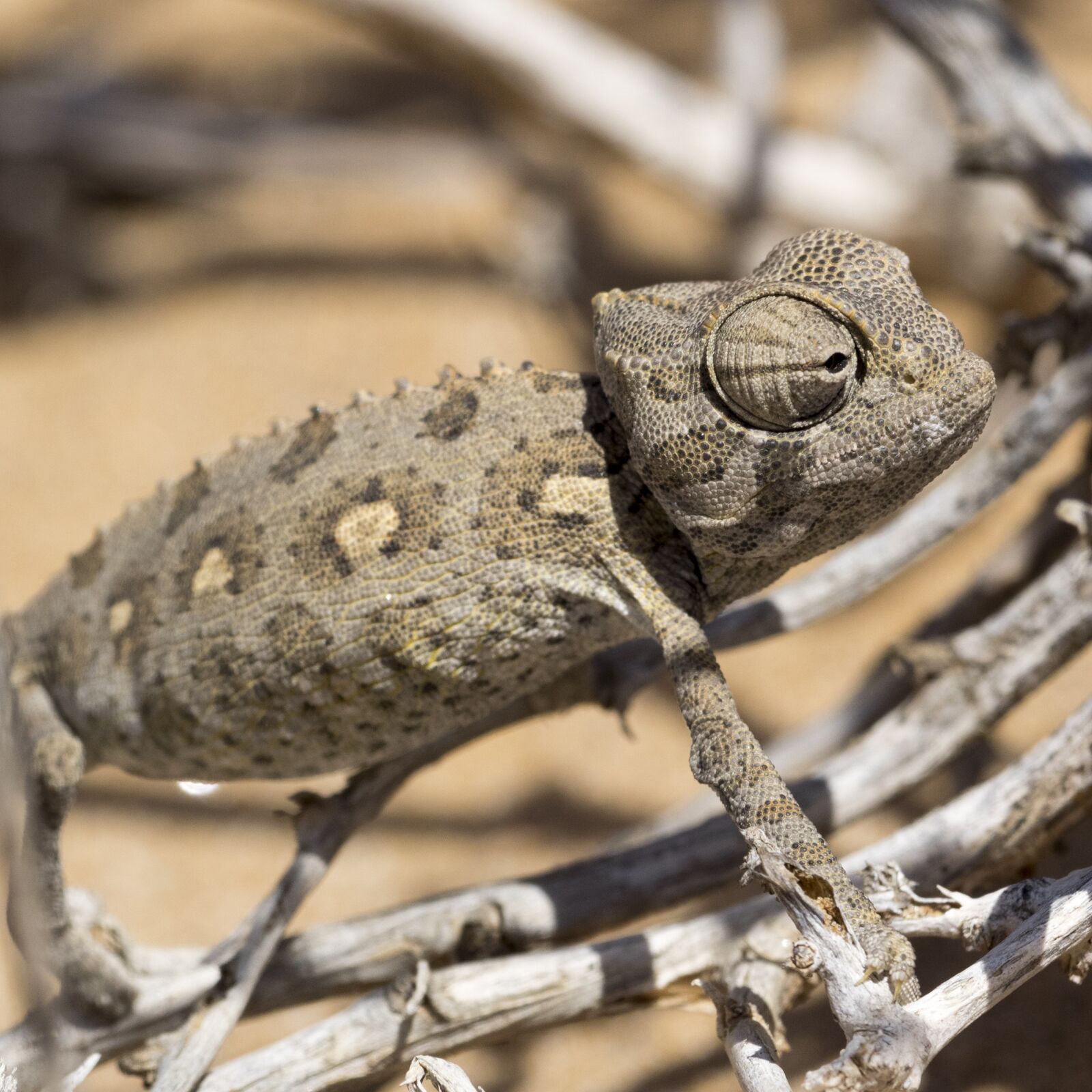 OLYMPUS M.300mm F4.0 sample photo. Chameleon, desert, reptile photography