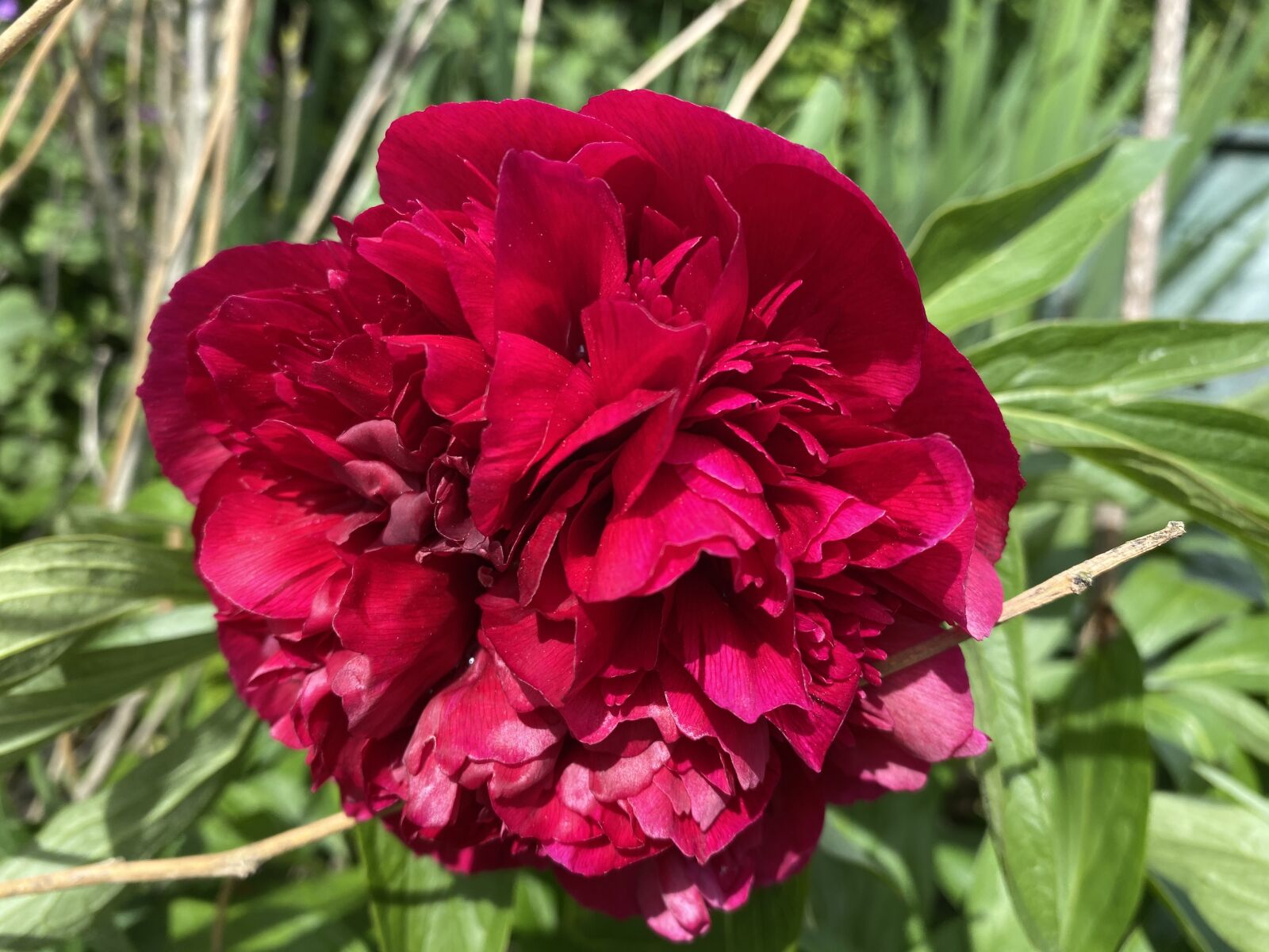 Apple iPhone 11 sample photo. Peony, red, green photography