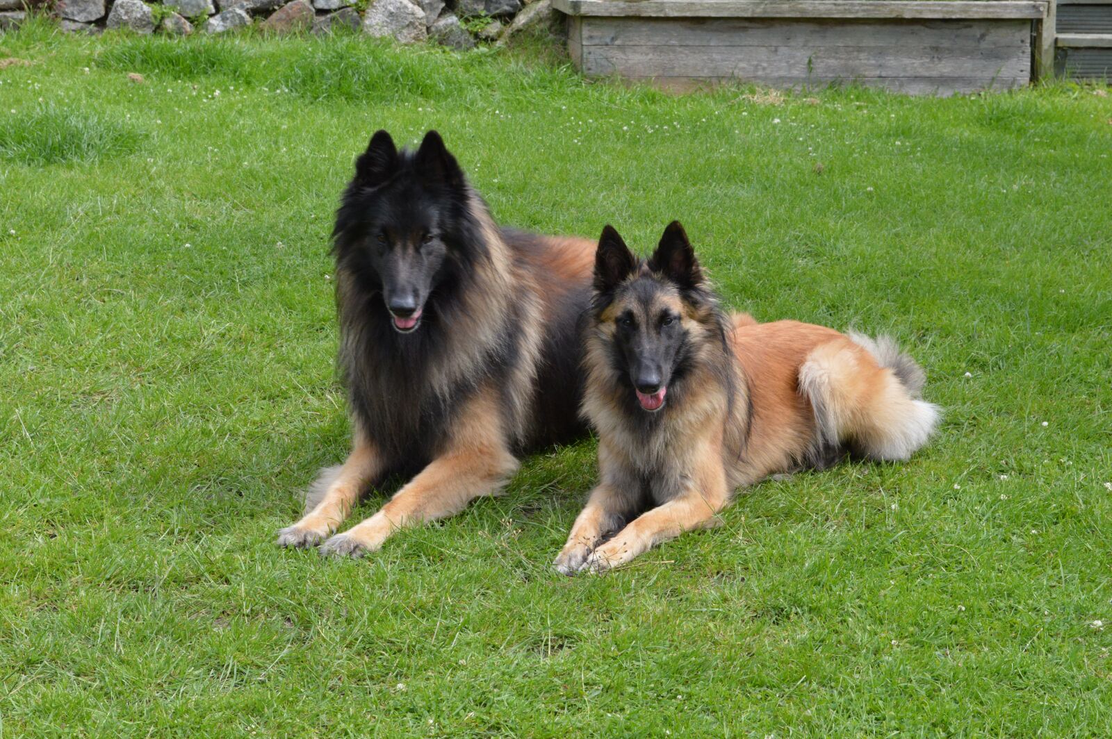 Nikon D3200 sample photo. Belgian, shepherd, teuveren photography