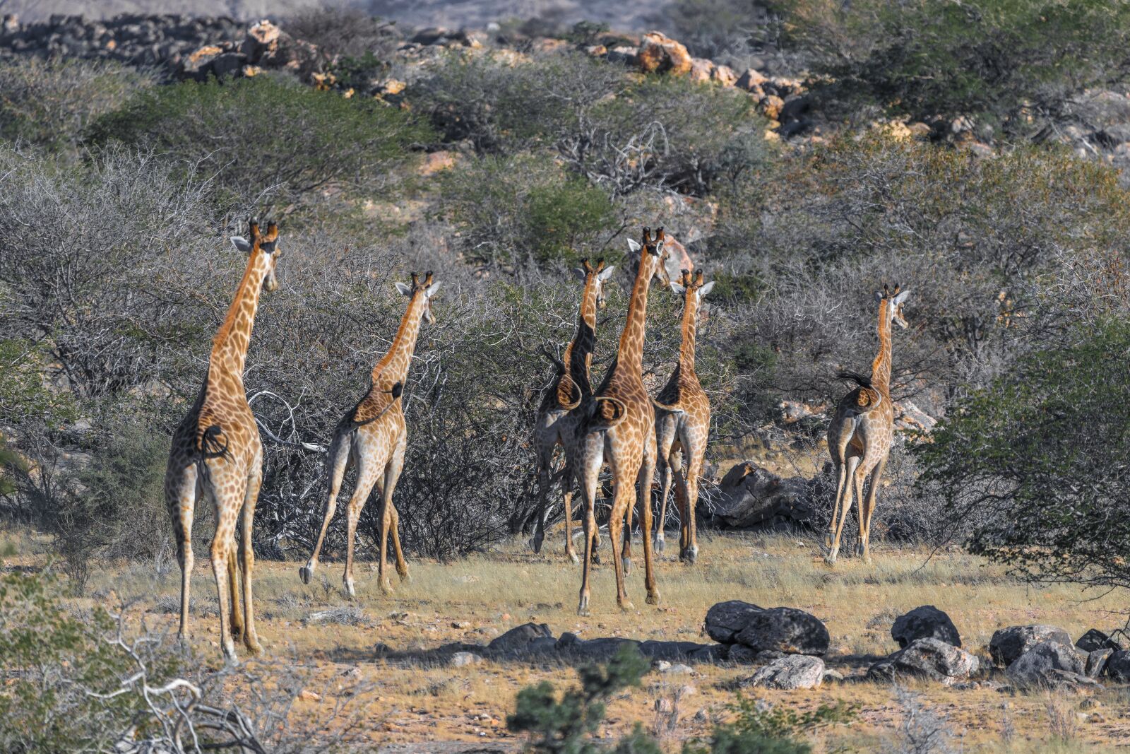 150-600mm F5-6.3 DG OS HSM | Contemporary 015 sample photo. Giraffe, namibia, africa photography