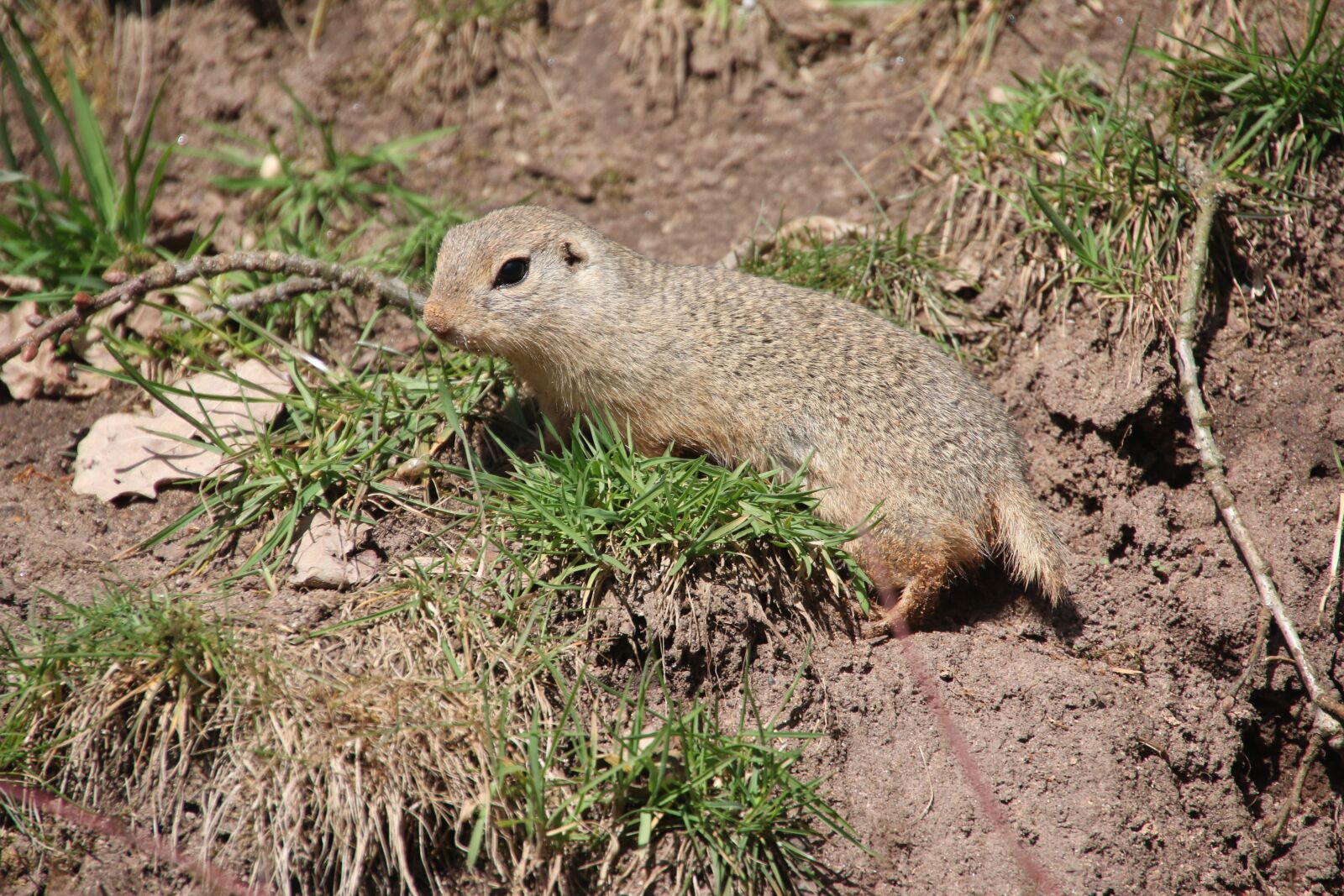 Canon EOS 70D sample photo. Animal, ground squirrel, croissant photography