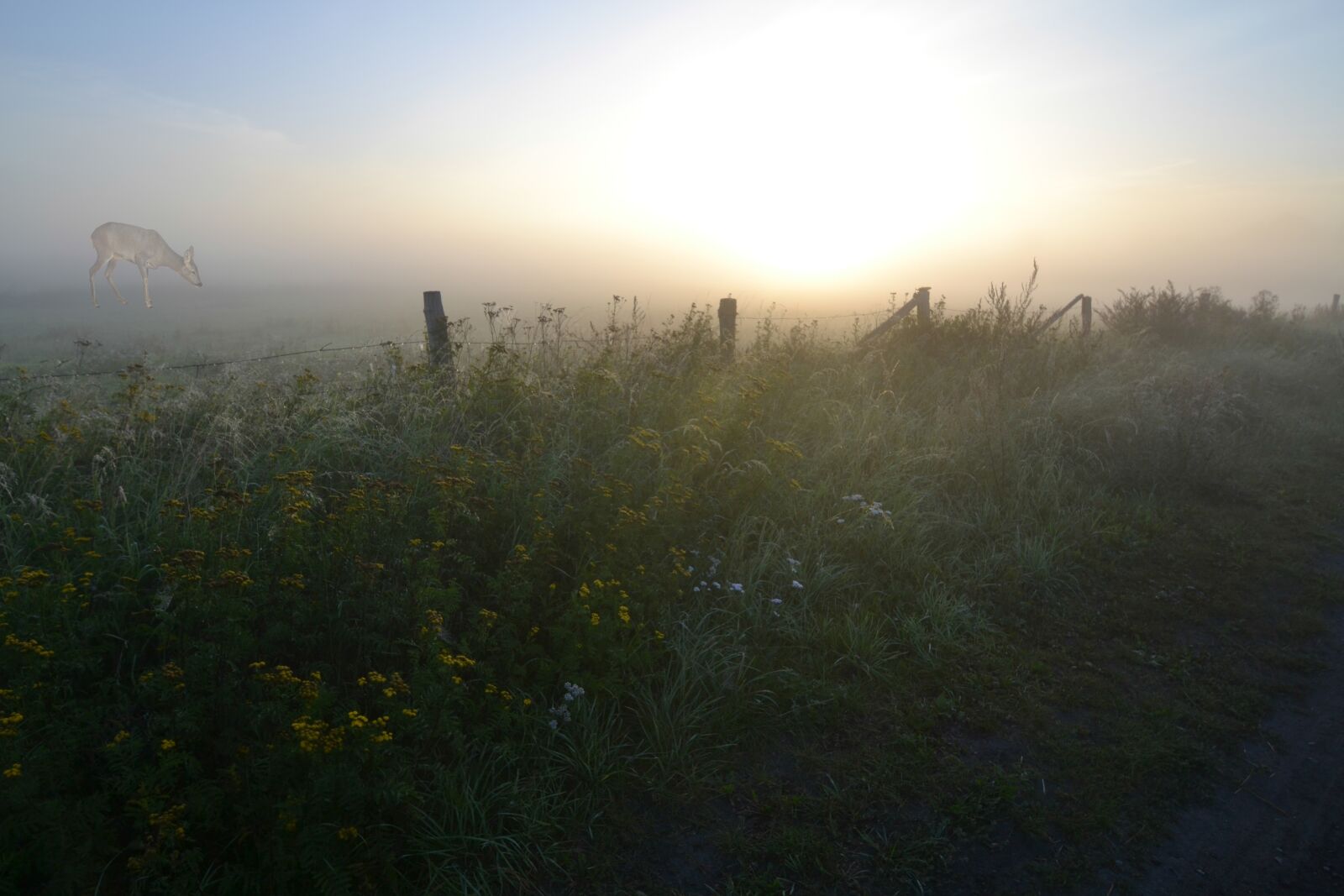 Nikon D3100 sample photo. Fog, sunrise, morgenstimmung photography