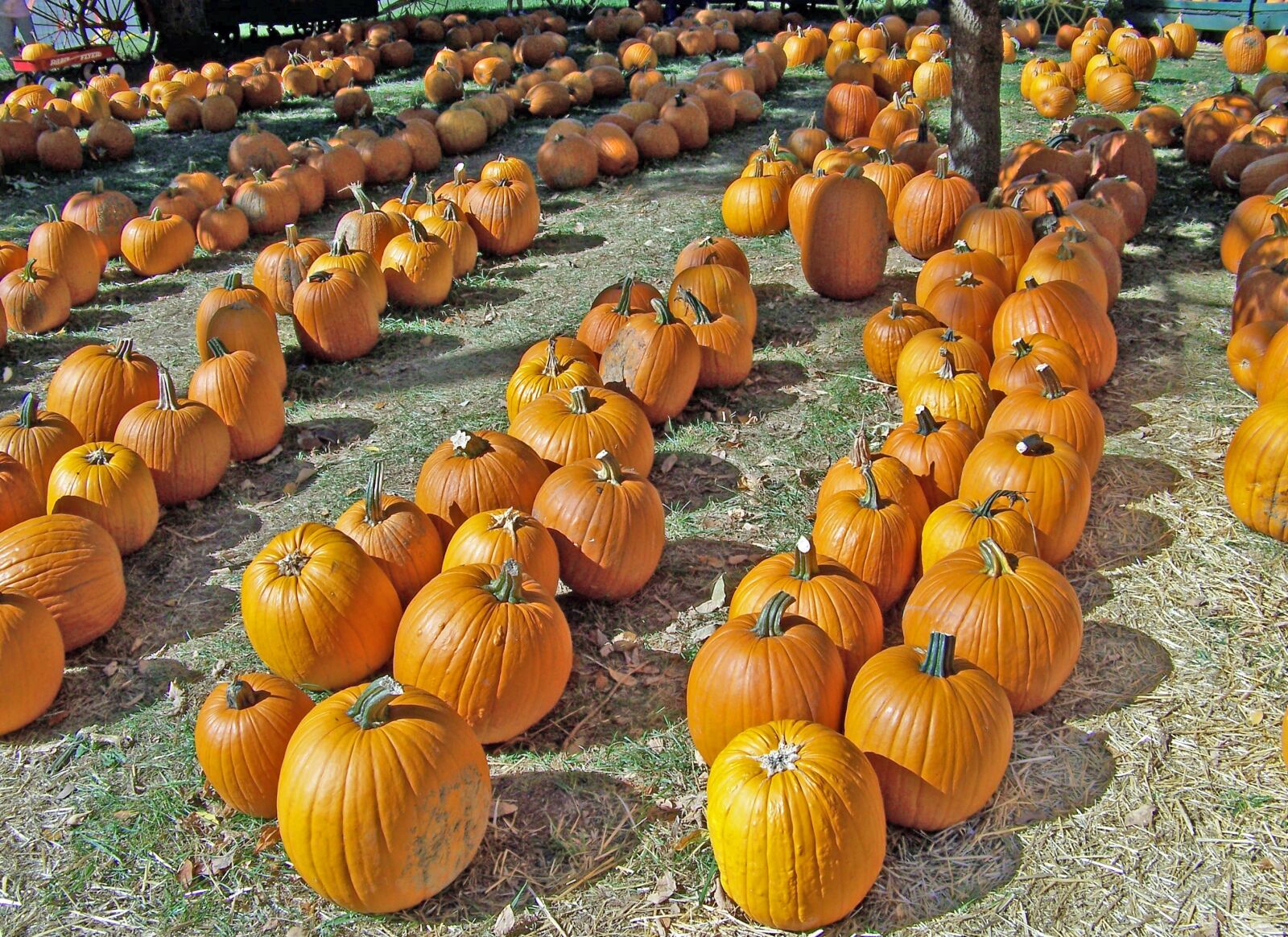 Kodak Z612 ZOOM DIGITAL CAMERA sample photo. Autumn, celebration, decoration, fall photography