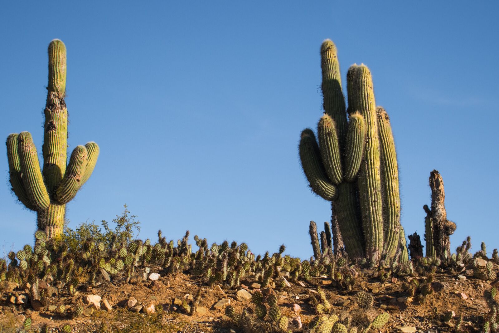 Nikon D3400 sample photo. Cactus, sky, stones photography
