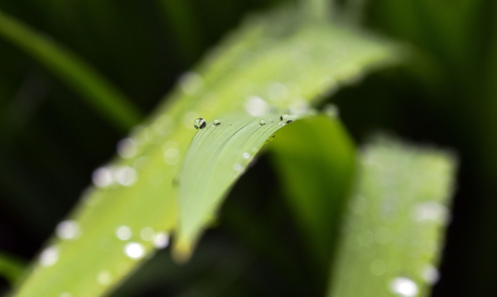 Nikon D3100 sample photo. Bokeh, nature, garden photography