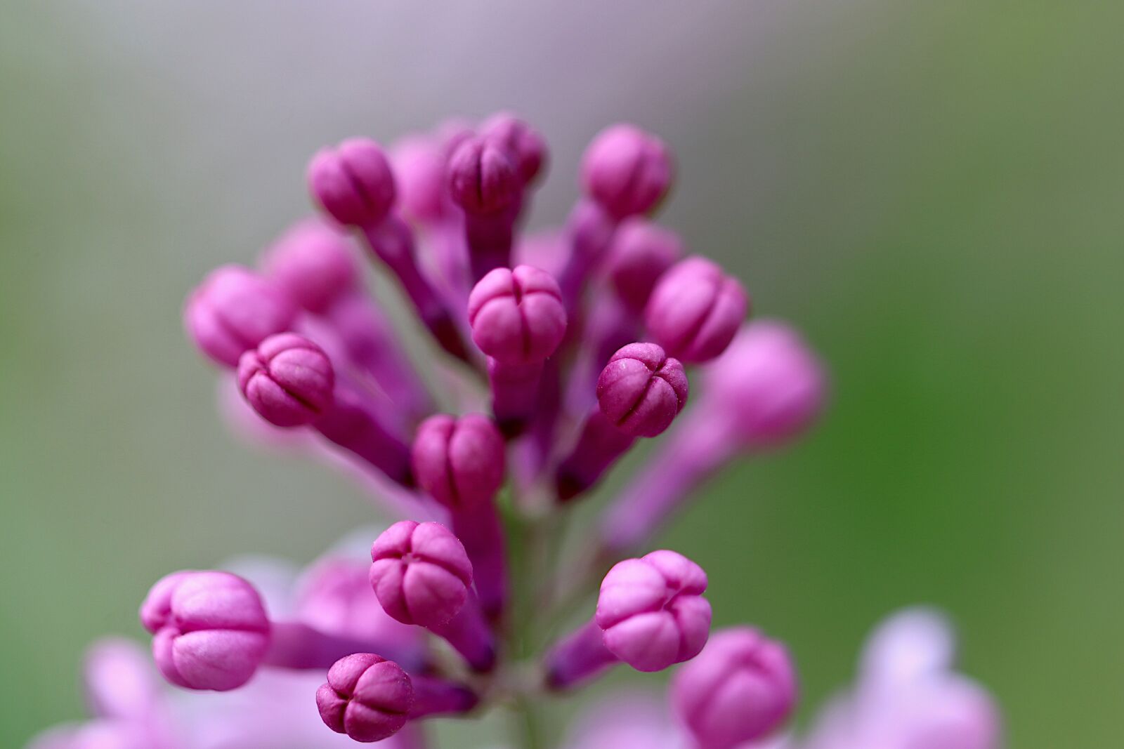 Canon EOS 800D (EOS Rebel T7i / EOS Kiss X9i) + Tamron SP 90mm F2.8 Di VC USD 1:1 Macro sample photo. Lilac, flowering shrubs, color photography