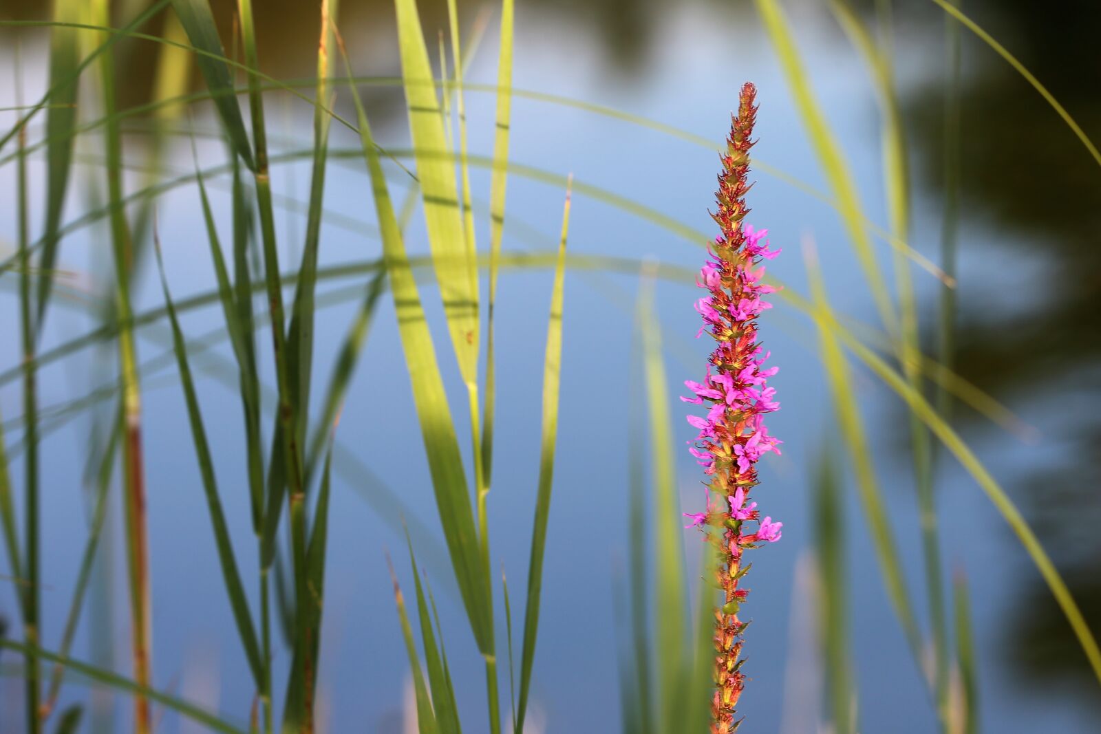 Canon EF 70-300 F4-5.6 IS II USM sample photo. Red fox speedwell, veronica photography