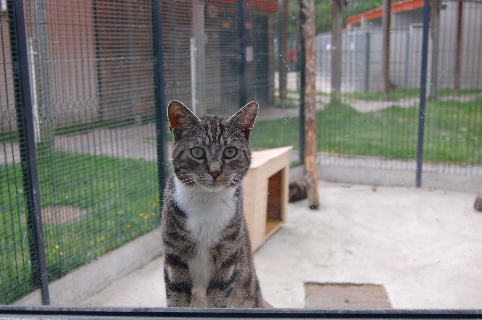 Nikon D40 sample photo. Cat, feline, portrait photography