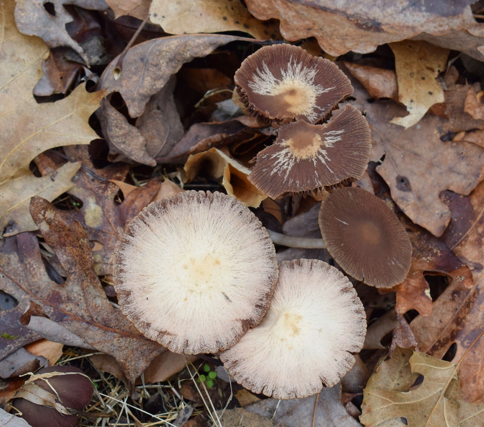 Nikon D3300 sample photo. Dark brown mushroom colony photography