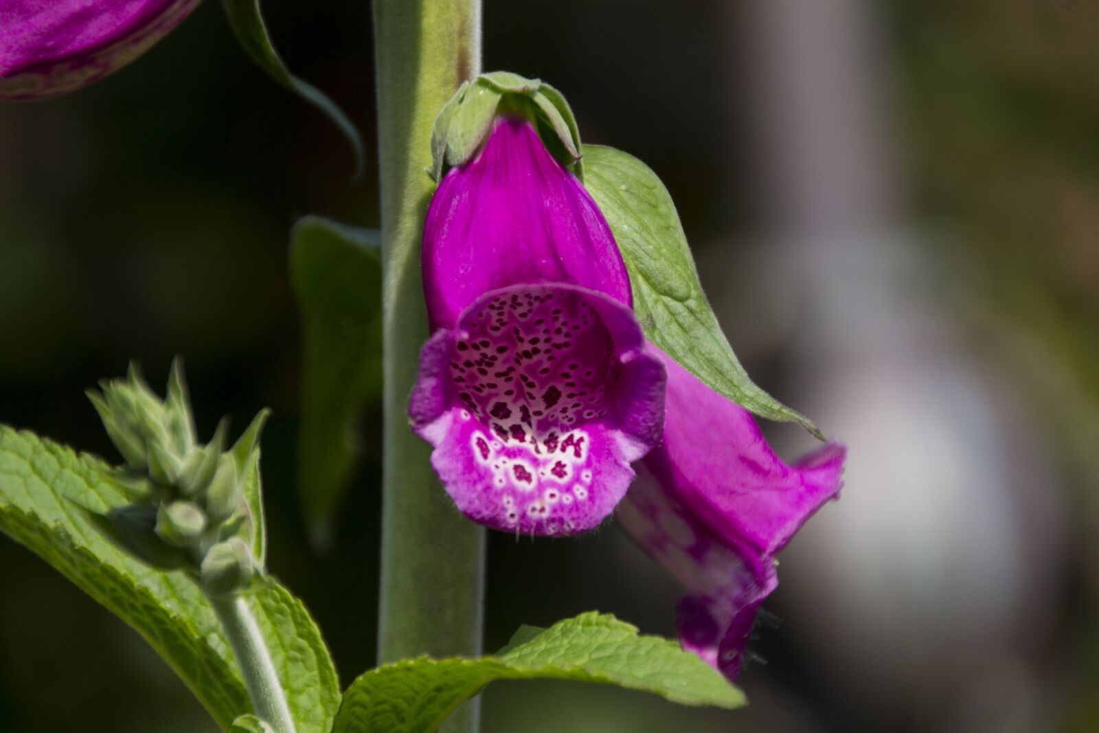 Canon EOS 60D sample photo. Thimble, flower, nature photography