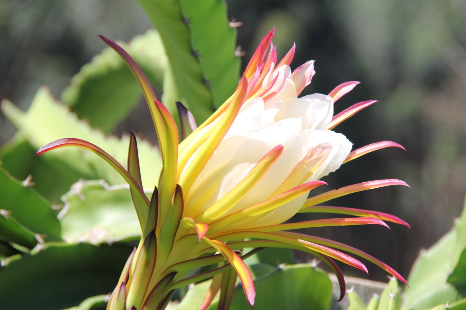 Canon EF-S 18-200mm F3.5-5.6 IS sample photo. Flower, beauty, flowers photography