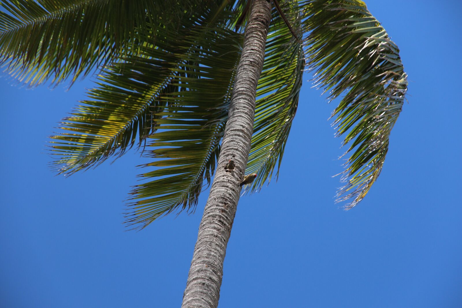 Canon EOS 650D (EOS Rebel T4i / EOS Kiss X6i) sample photo. Palma, tree, tropical photography