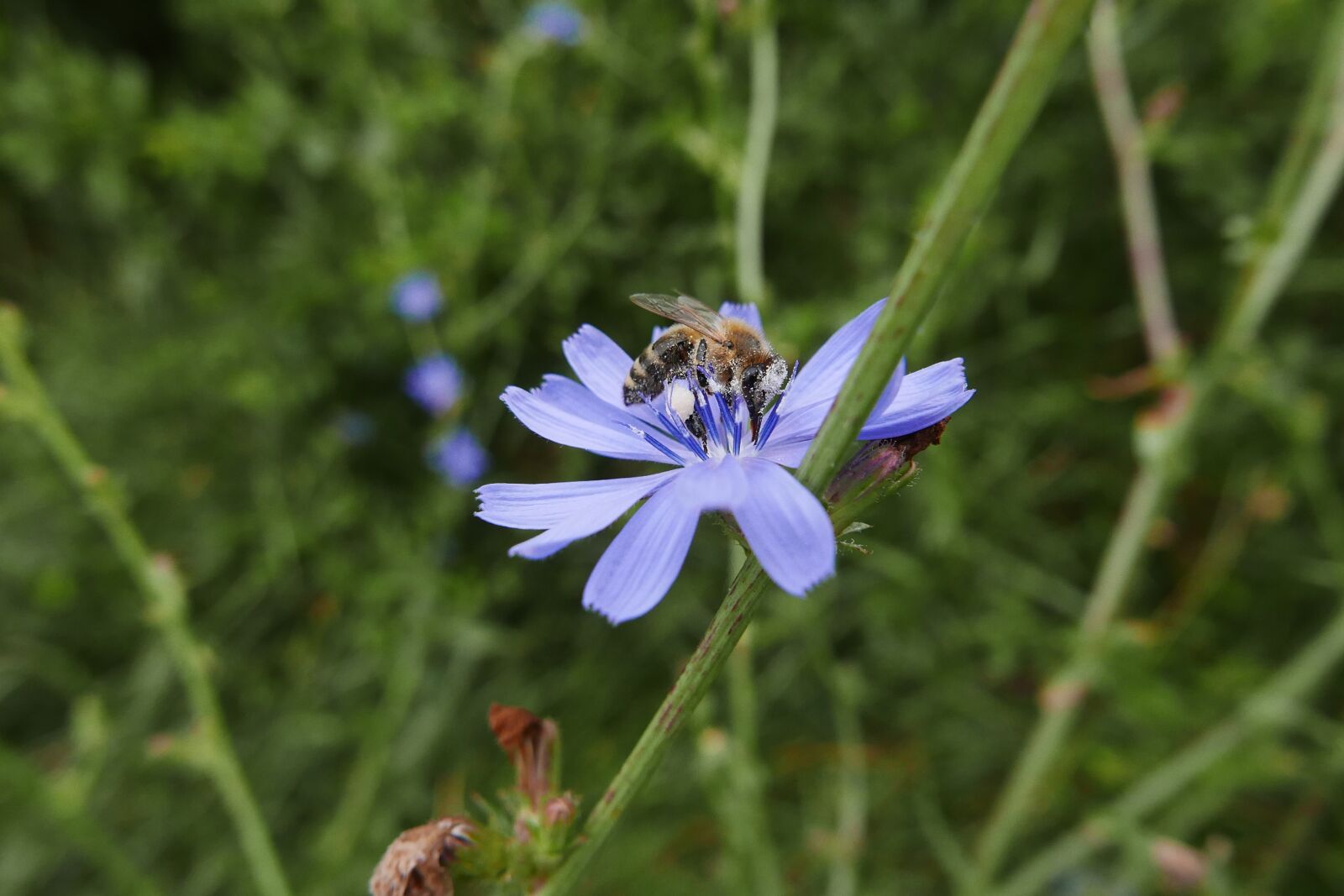 Panasonic Lumix DMC-LX100 sample photo. Flower, chicory, bee photography