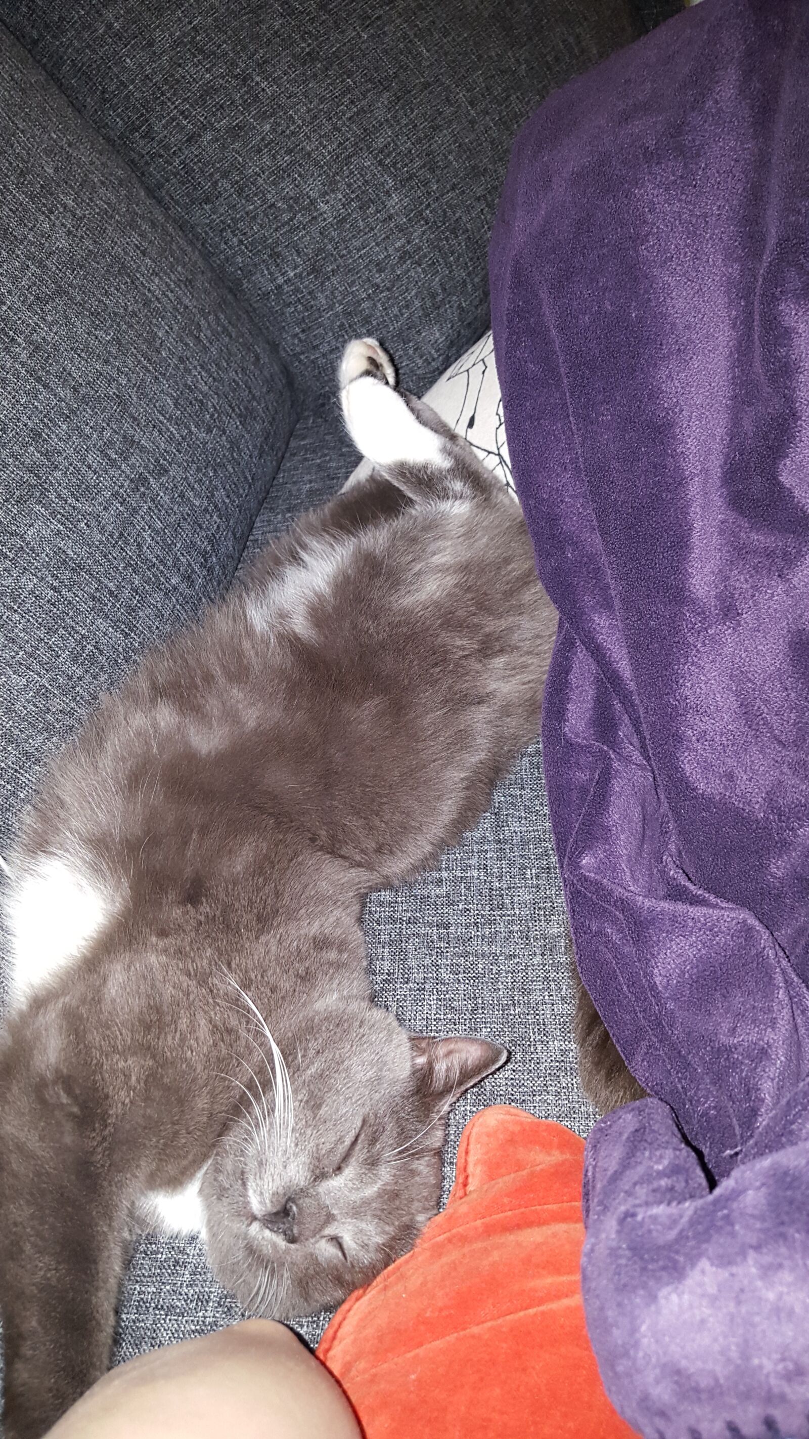 Samsung GALAXY S6 edge sample photo. Cat, lazy, animal photography