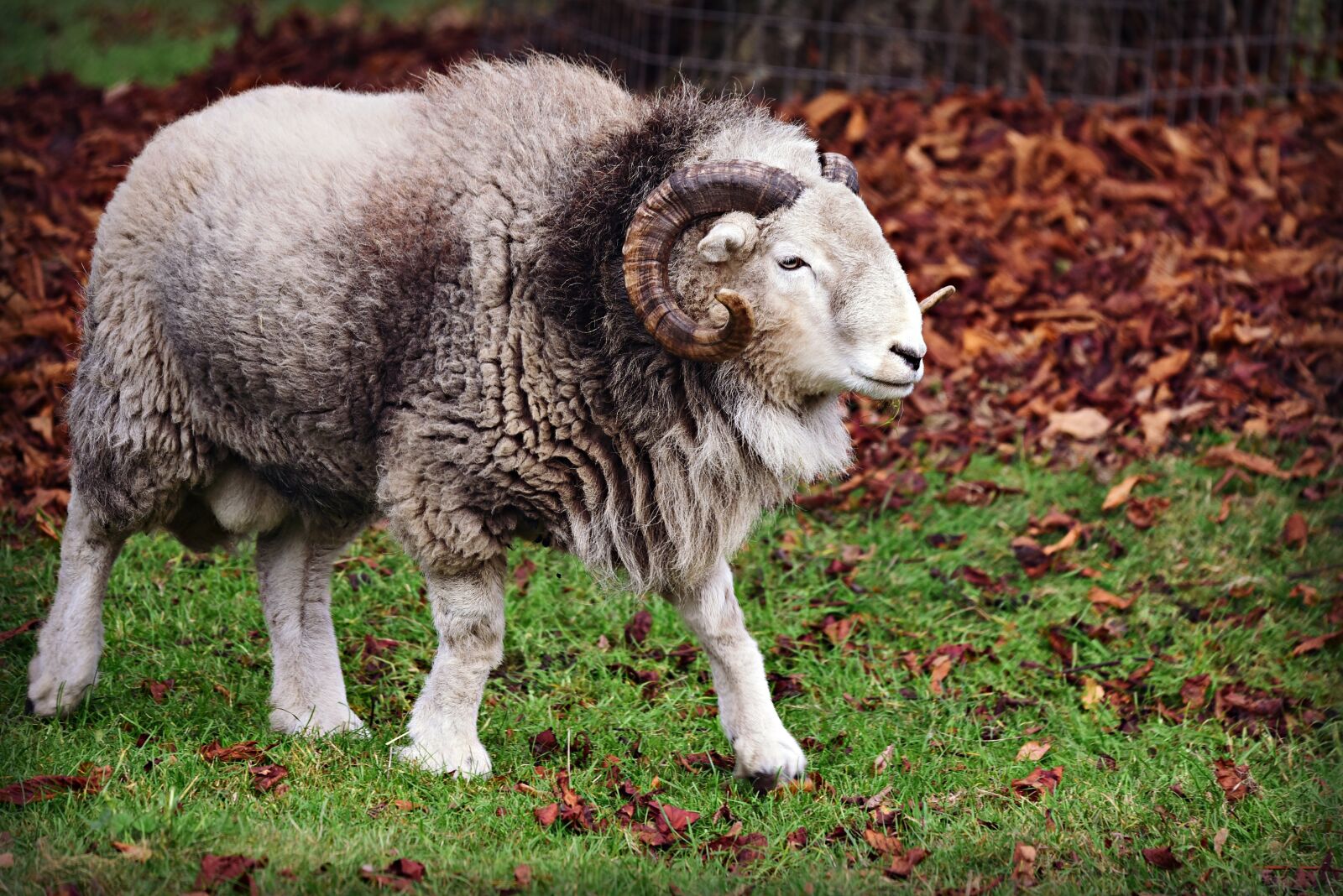Nikon D750 sample photo. Ram, sheep, animal photography