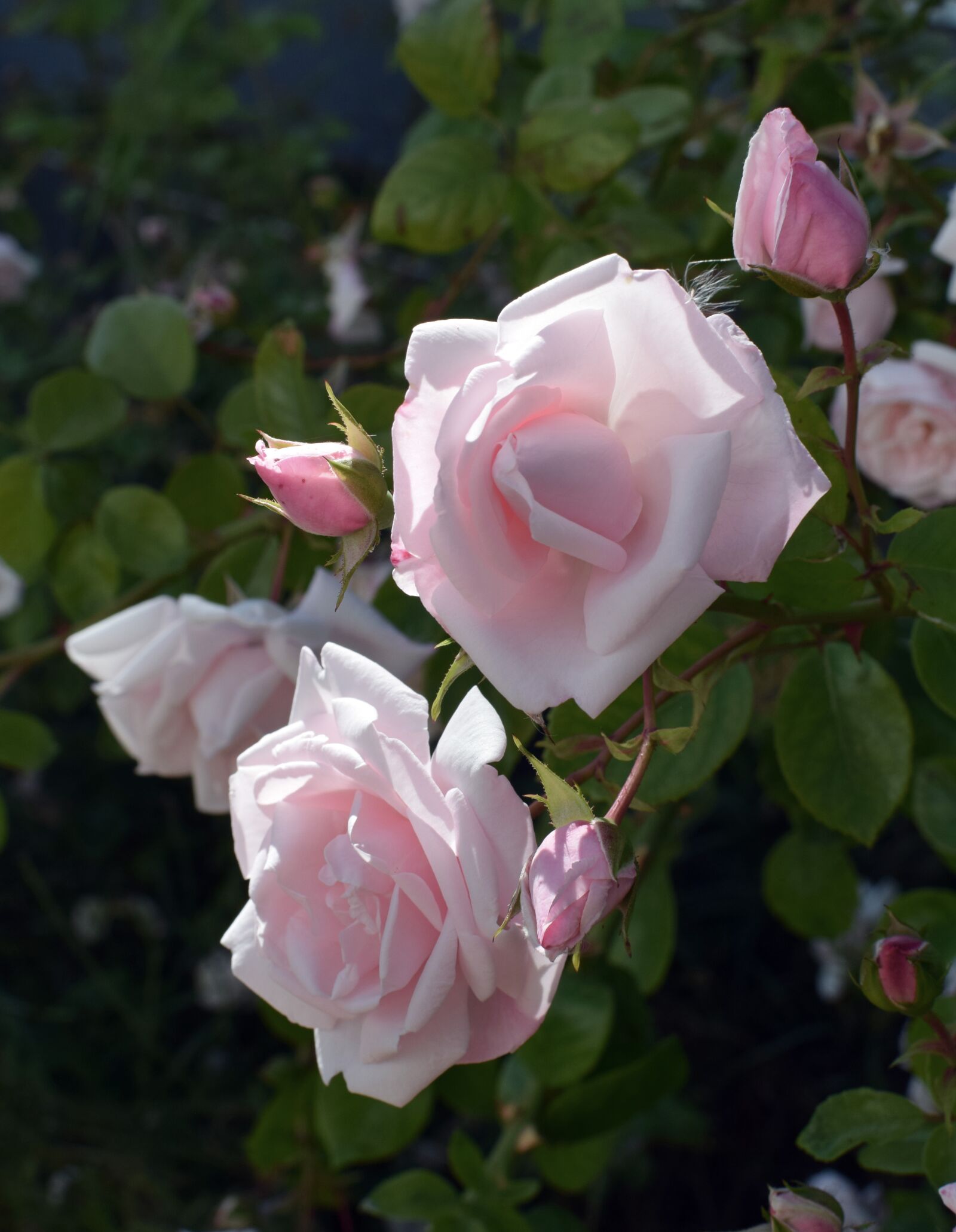 Nikon D5300 sample photo. Roses, romantic, flowers photography