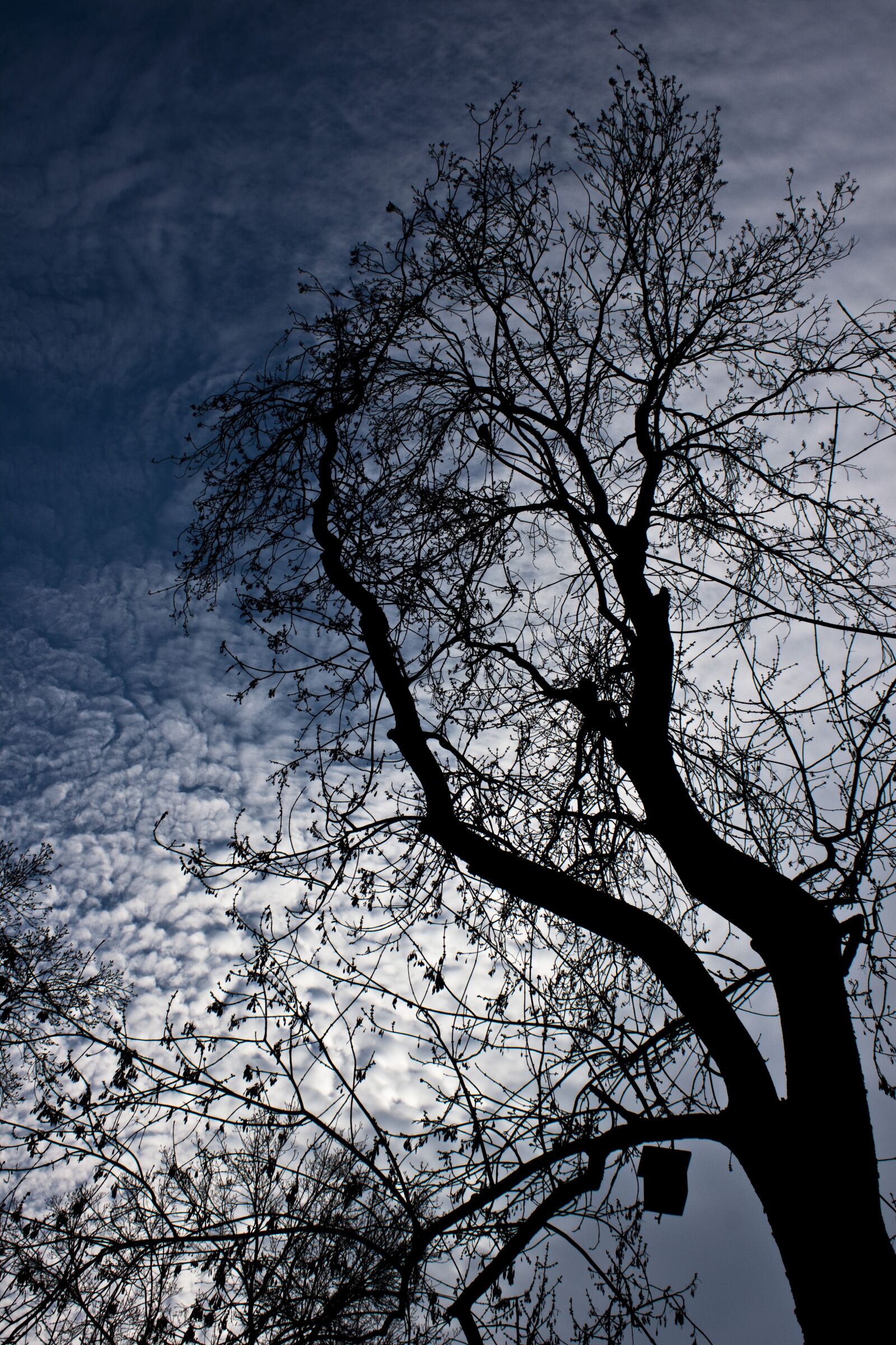 Canon EOS 500D (EOS Rebel T1i / EOS Kiss X3) sample photo. Tree, branch, cloud photography