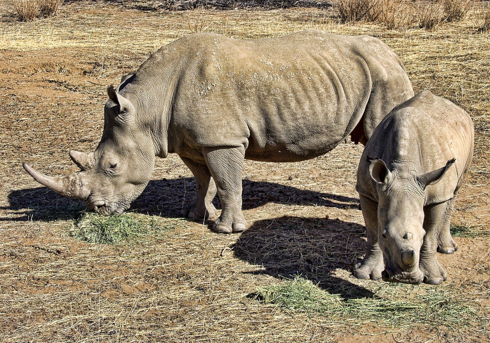 Olympus E-10 sample photo. Rhino, white, rhinoceros photography