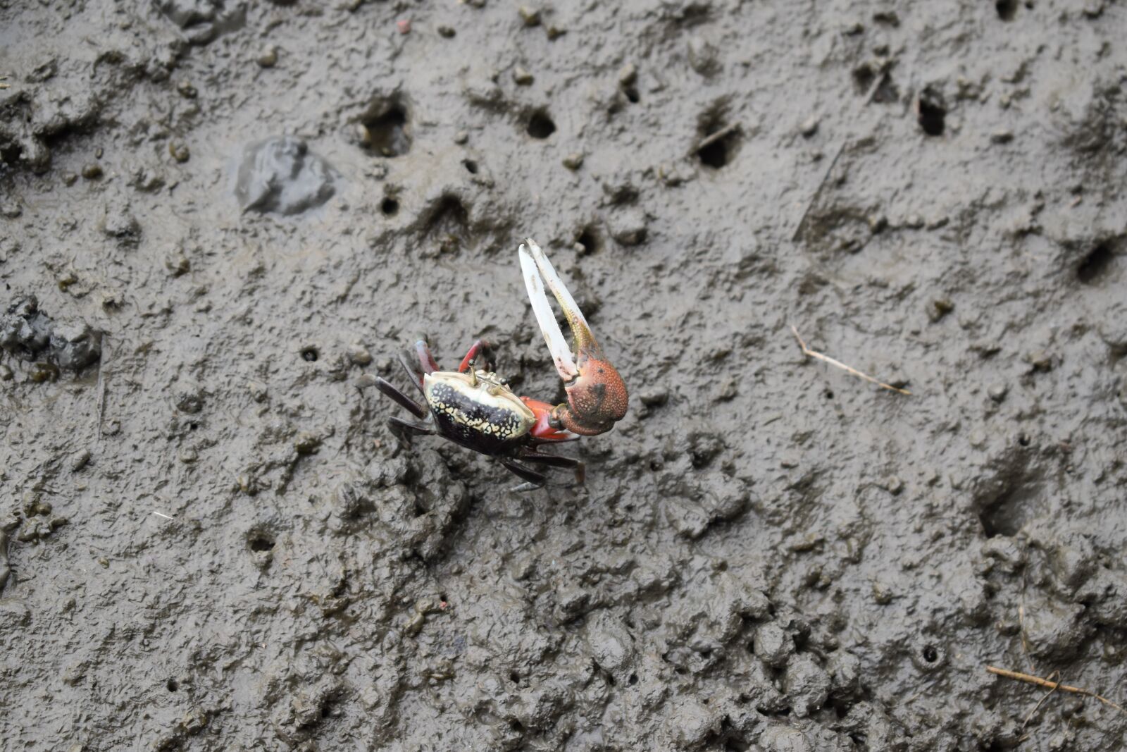 Nikon D5500 sample photo. Soil, nature, mud photography
