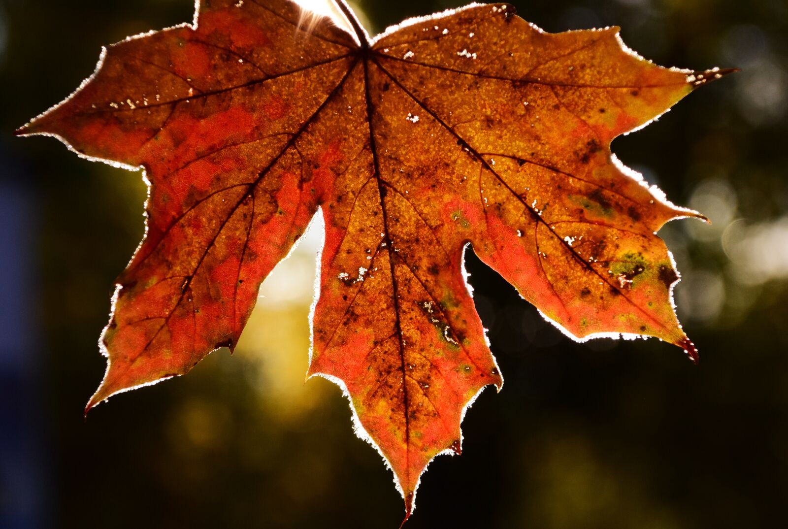 Nikon D3300 sample photo. Leaves, frost, nature photography