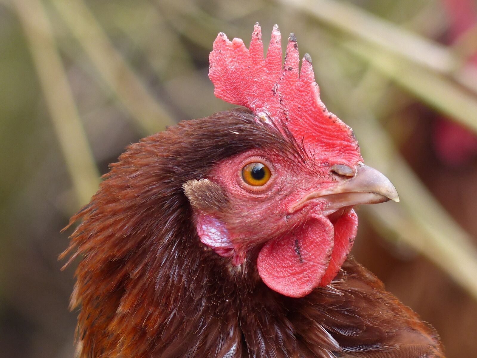 Panasonic Lumix DMC-FZ200 sample photo. Chickens, bird, galliformes photography