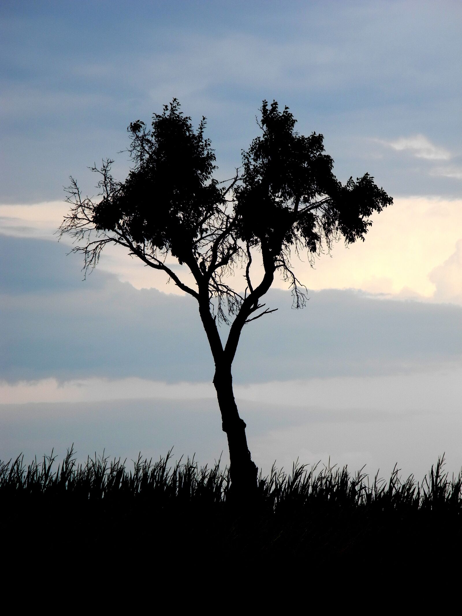 Nikon Coolpix P7000 sample photo. Tree, silhouette, sky photography