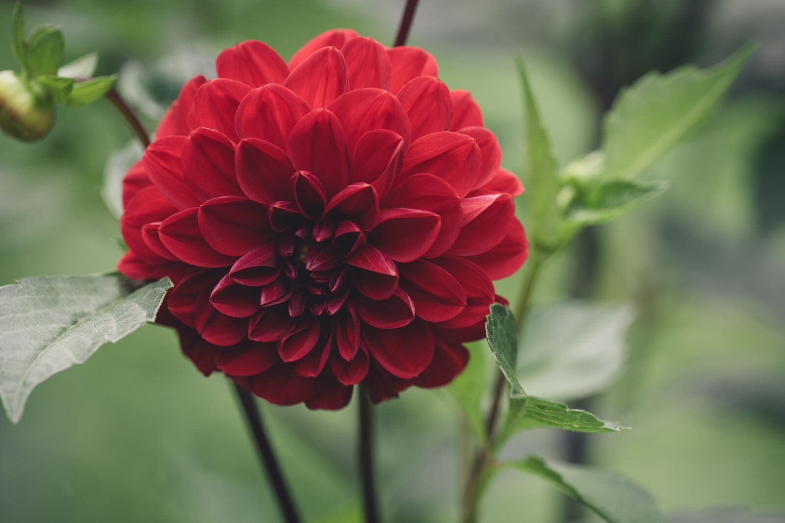 Nikon D750 sample photo. Raghavendra, flower, blossom photography