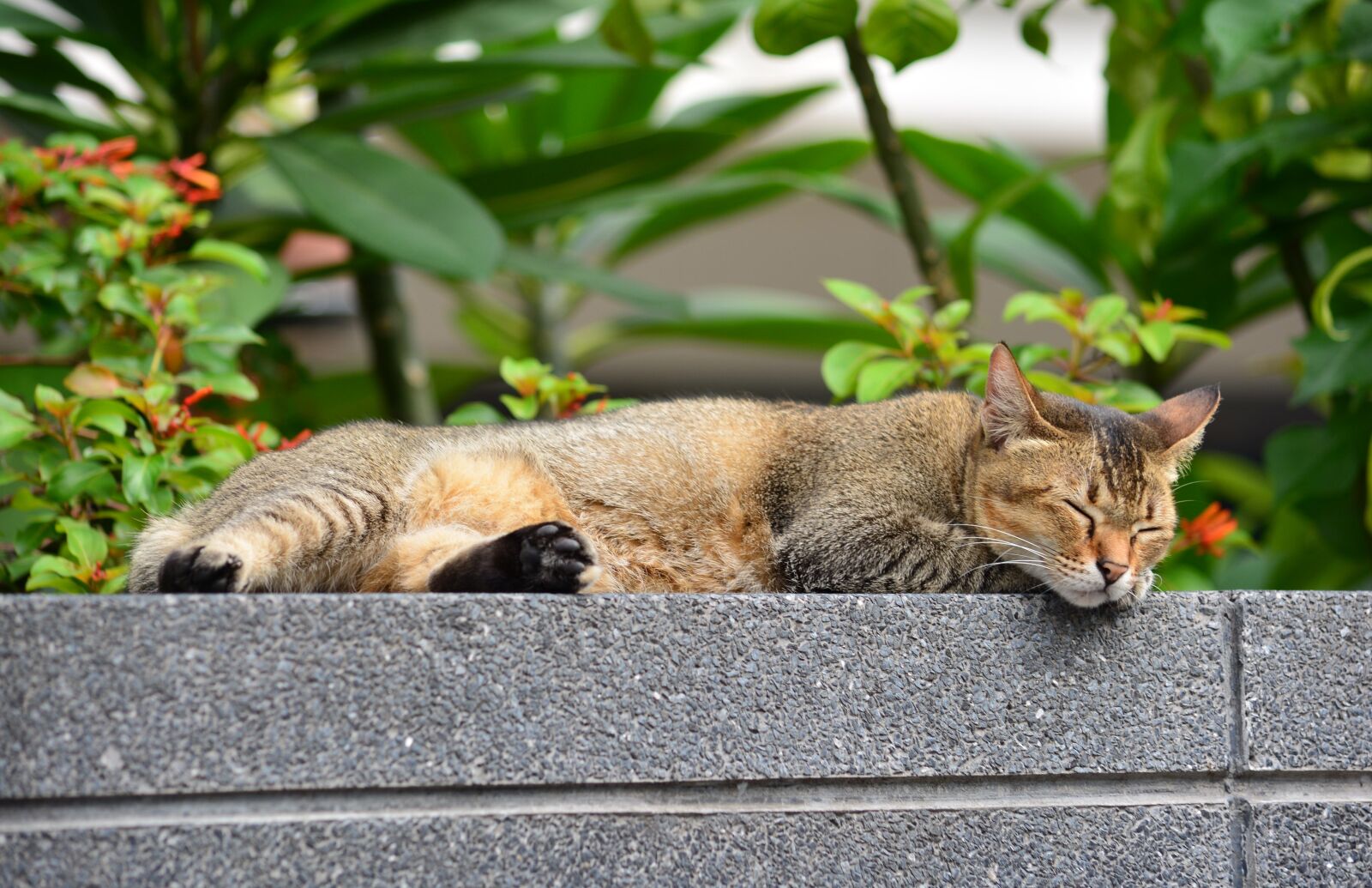 Nikon D5200 sample photo. Cat, sleeping cat, relax photography