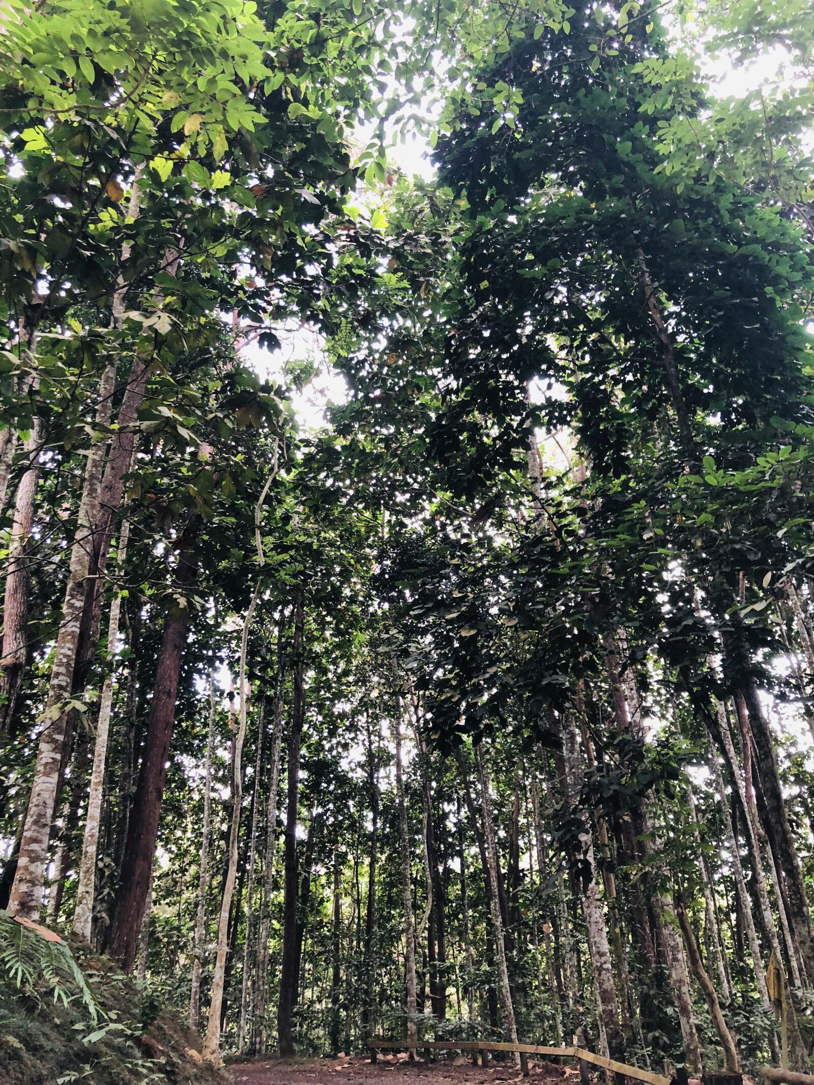 iPhone X back dual camera 4mm f/1.8 sample photo. Path, forest, nature photography
