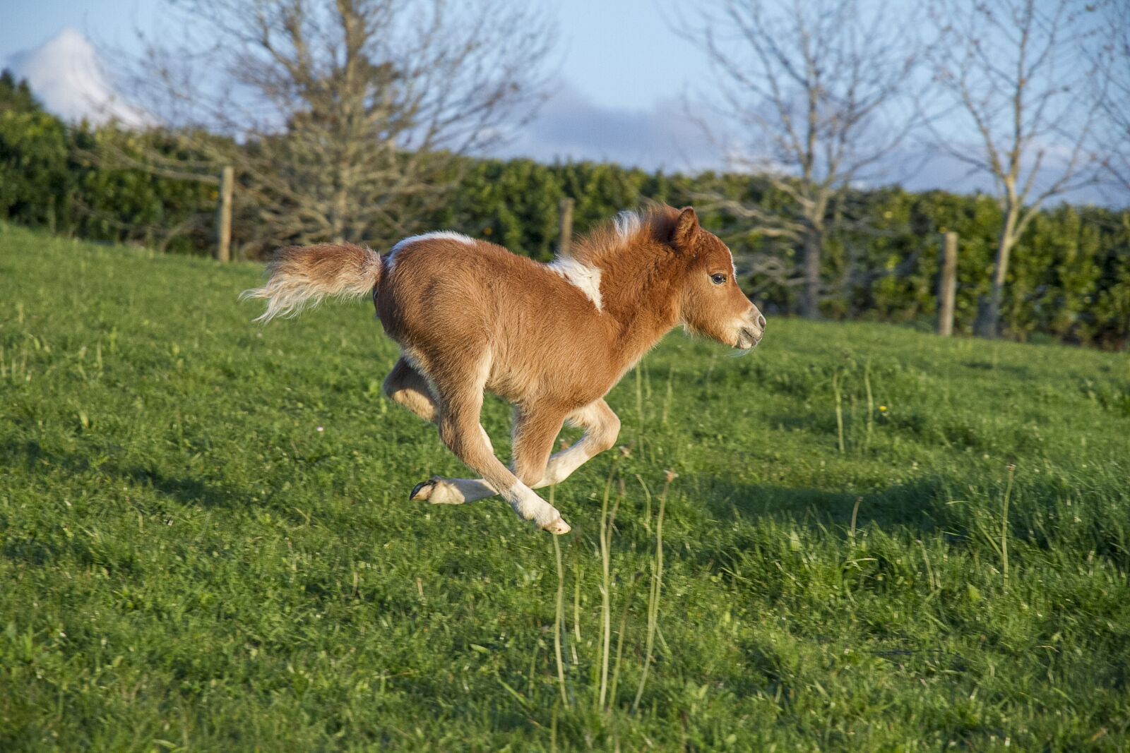 Canon EOS 7D sample photo. Miniature horse, horse, galloping photography