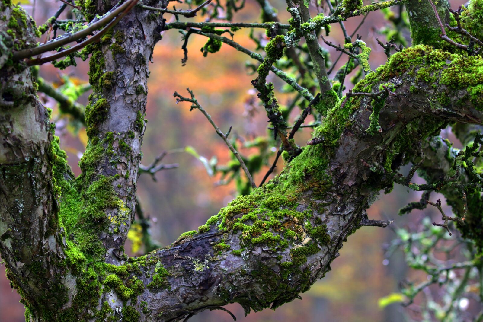 Canon EOS 7D Mark II sample photo. Tree, branch, moss photography