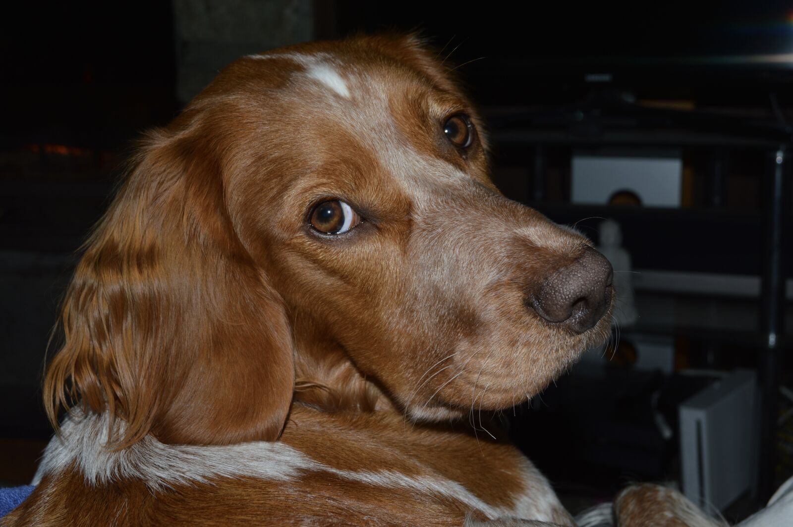 Nikon D3200 sample photo. Dog, spaniel, adorable photography