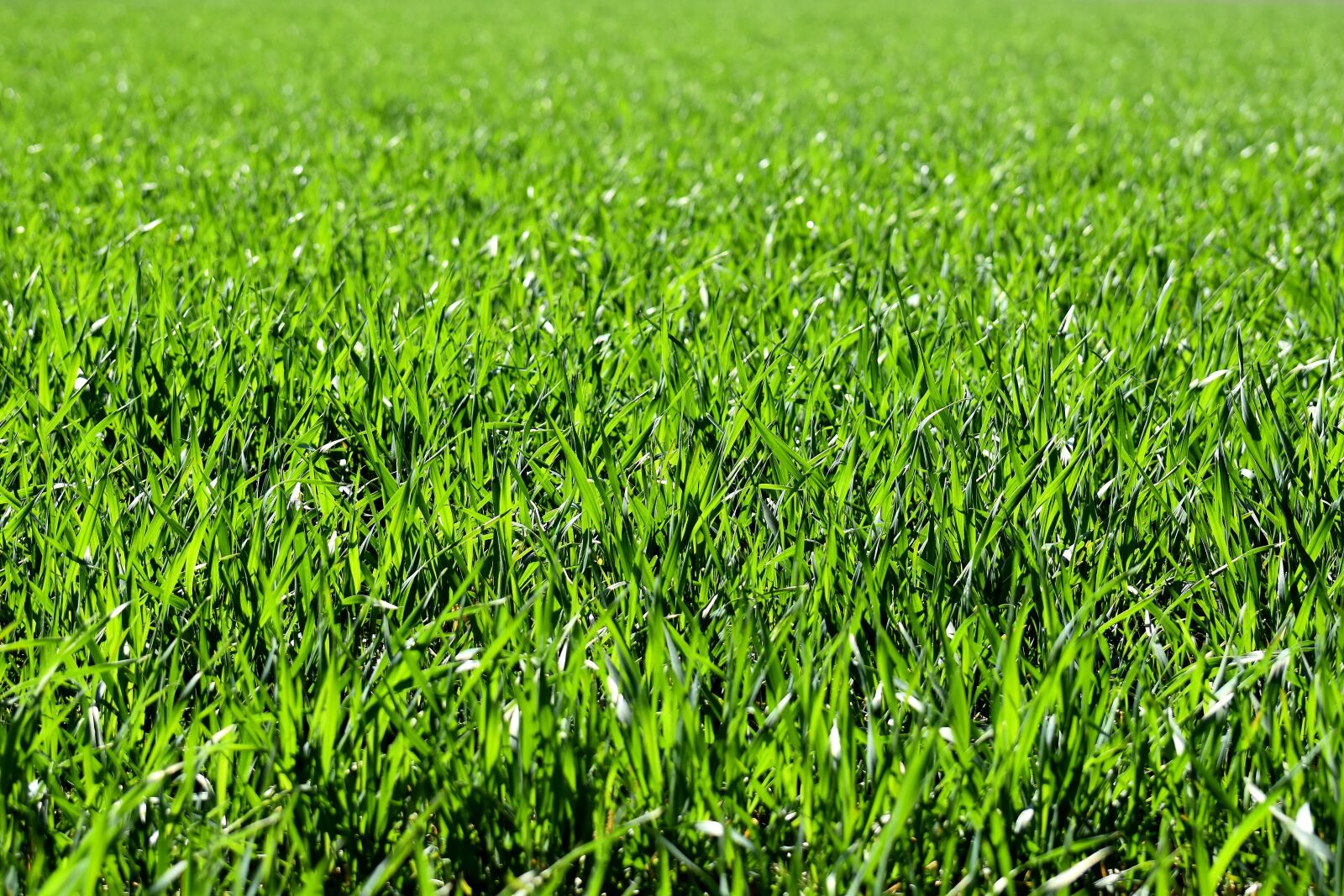 Nikon D7200 sample photo. Meadow, field, green photography