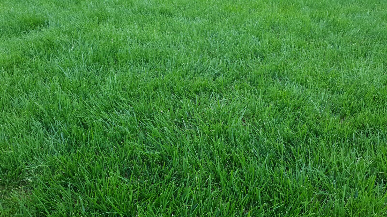 Samsung Galaxy S10e sample photo. Garden, grass, green photography